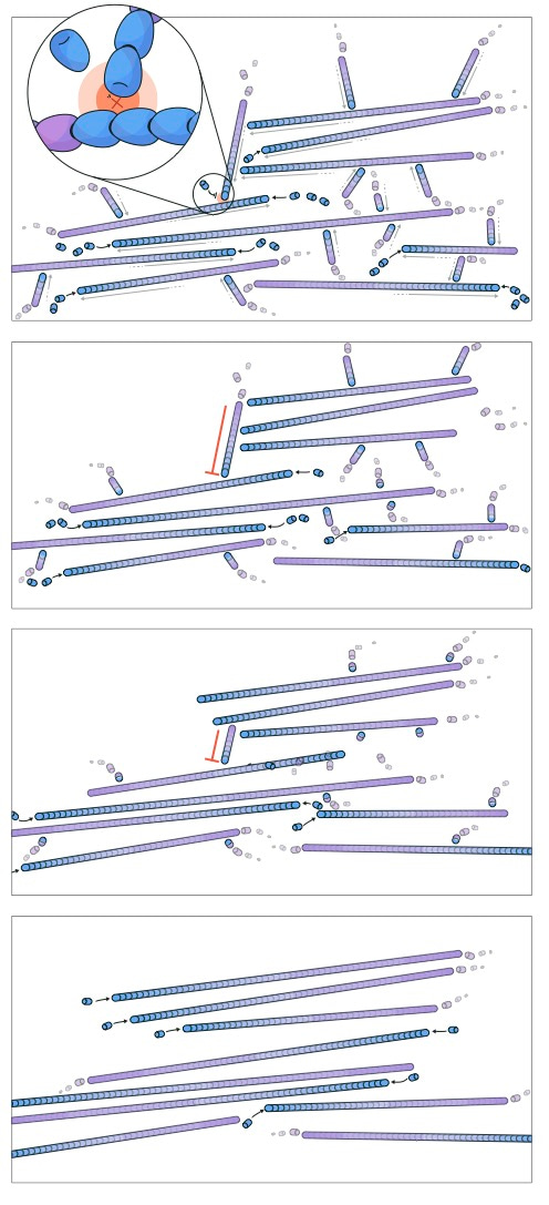 Growth of misaligned filaments is blocked by neighbours and leads to their dissolution. Blocked filaments still age and depolymerise from the tail, which leads to their eventual dissolution. Illustration by Claudia Flandoli.
