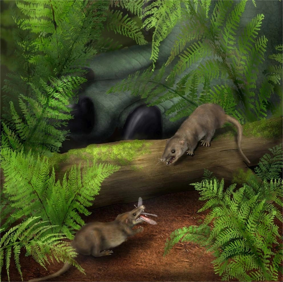 Artistic reconstruction of early mammal ancestors (Hadrocodium wui) hunting insect prey.