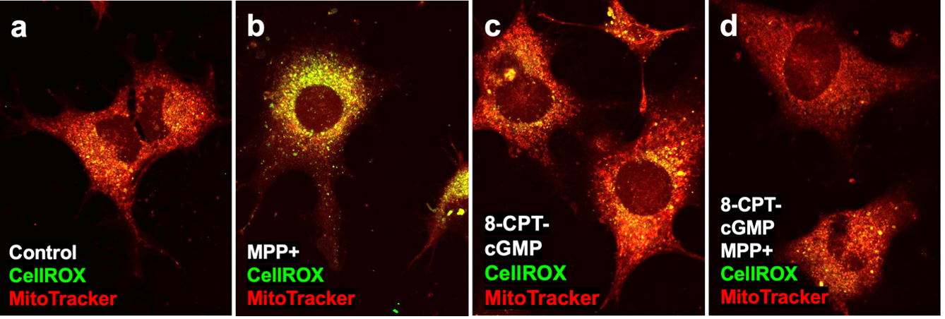 cGMP protects against toxin-induced oxidative stress and loss of mitochondrial health in cultured dopaminergic neurons