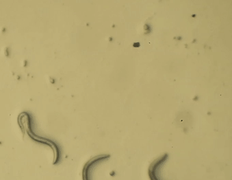 C.elegans nematodes