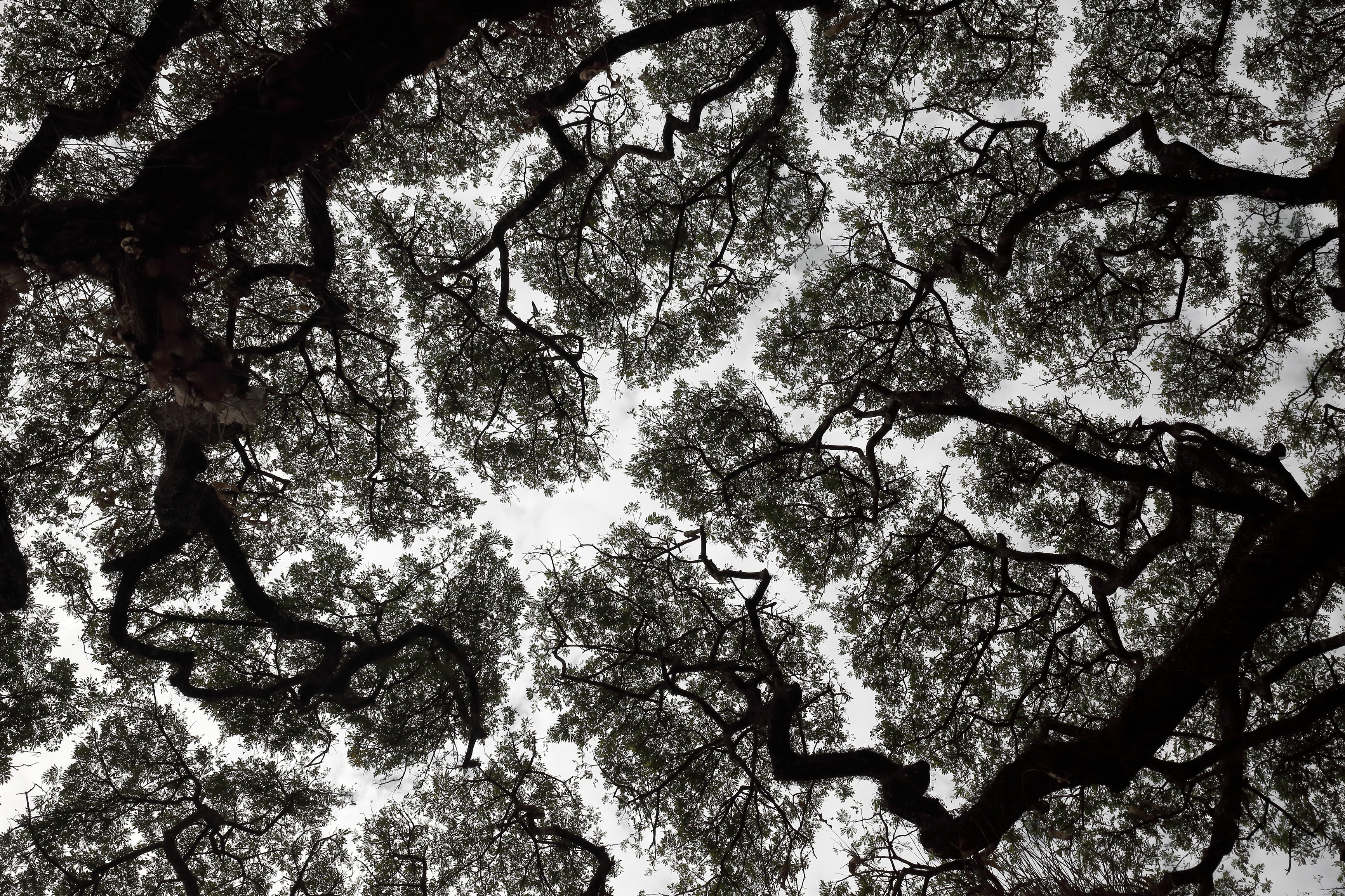 Self-organization of forest canopies Self-organization of forest canopies