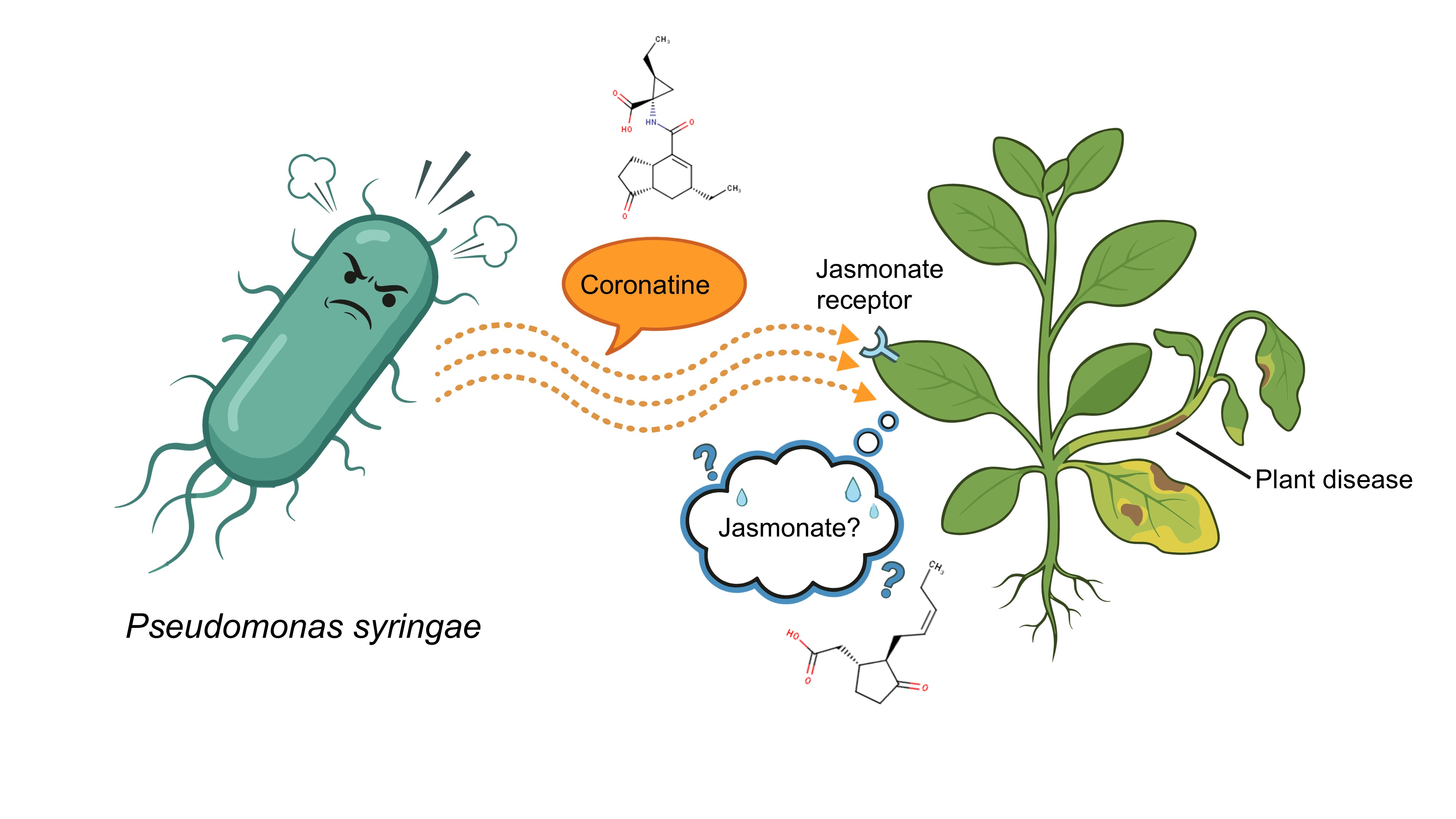 Pseudomonas syringae with coronatine