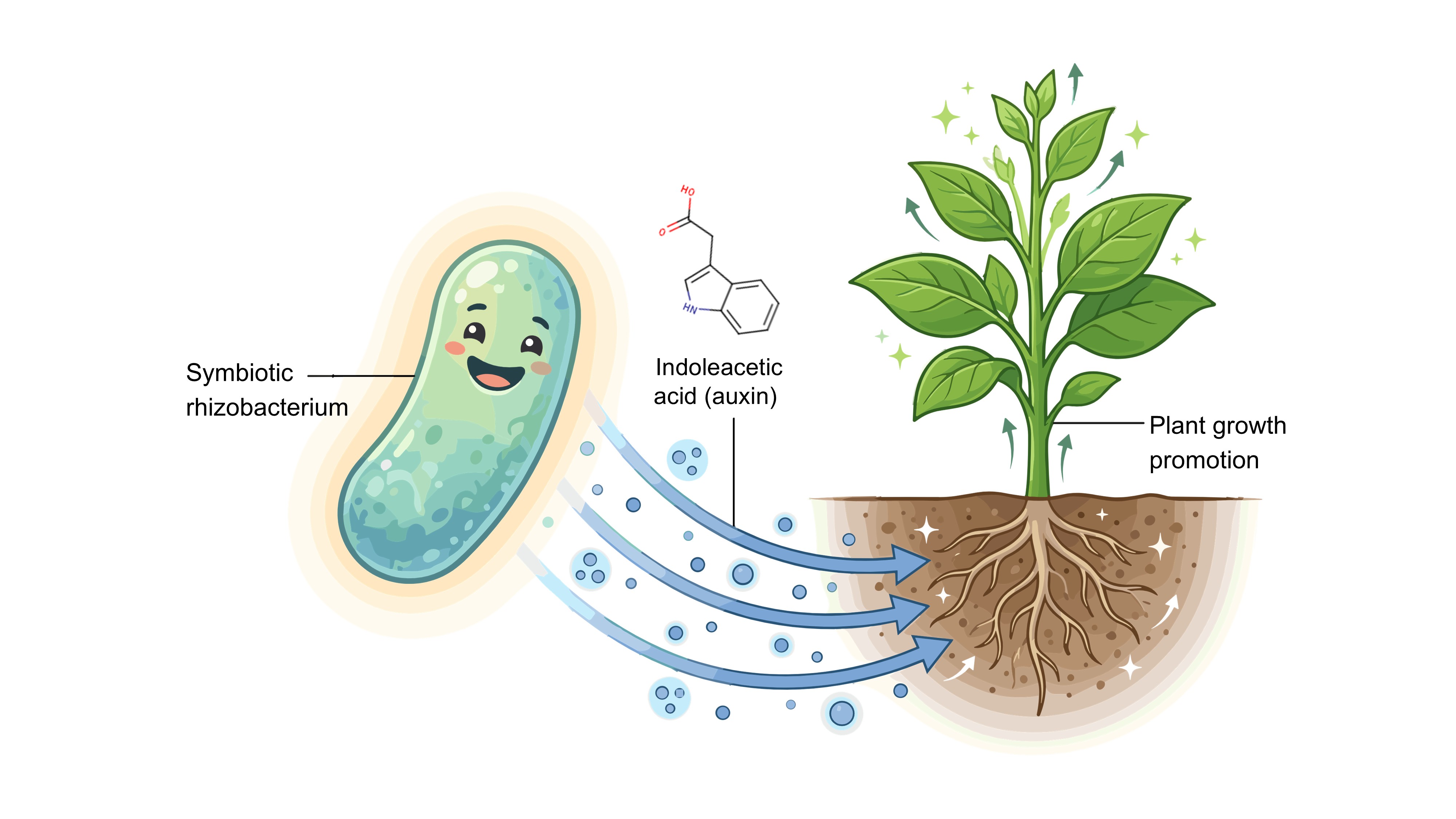 Auxin producer