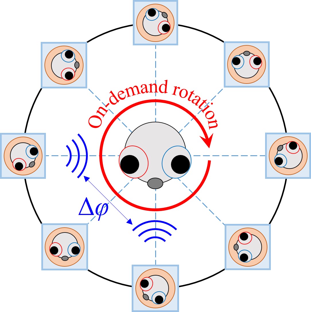 On-demand rotation of zebrafish larvae