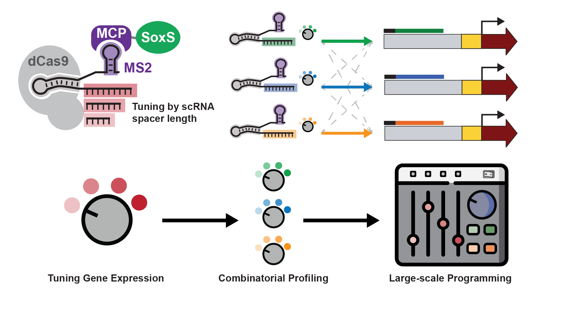 Comparison of CRISPRa in Large Gene Circuits Programming to that of Audio Mixer