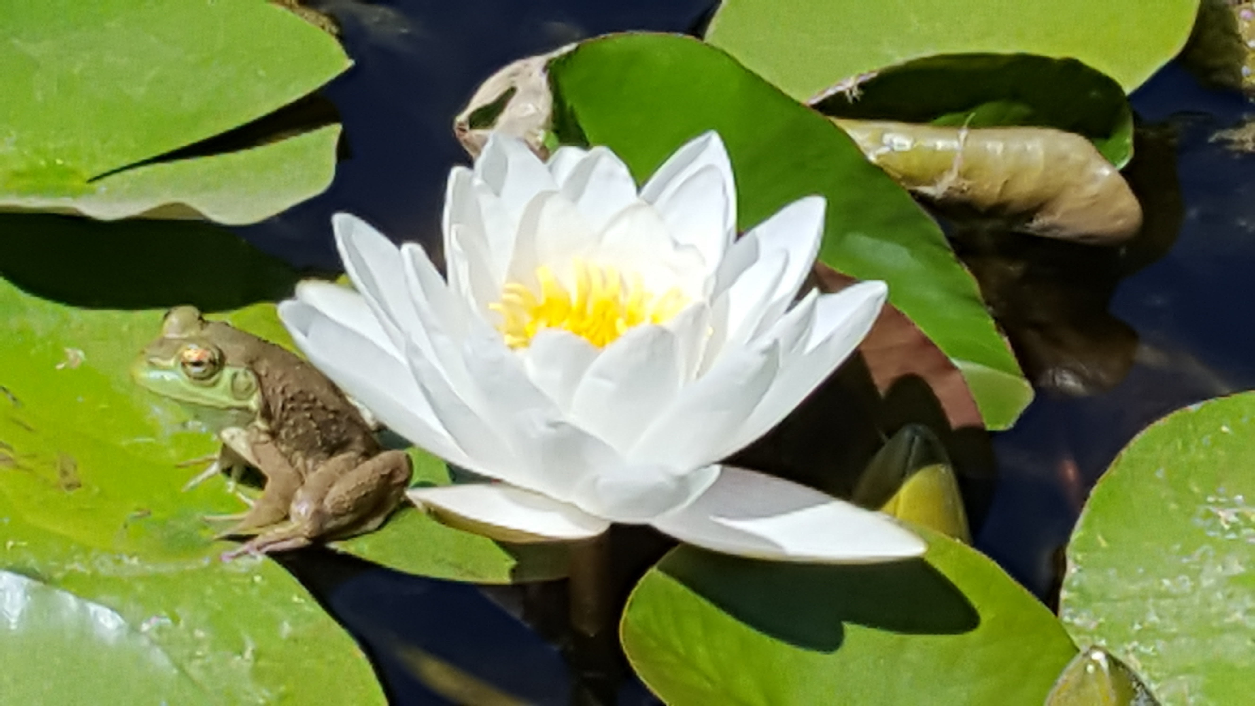 frog in my pond
