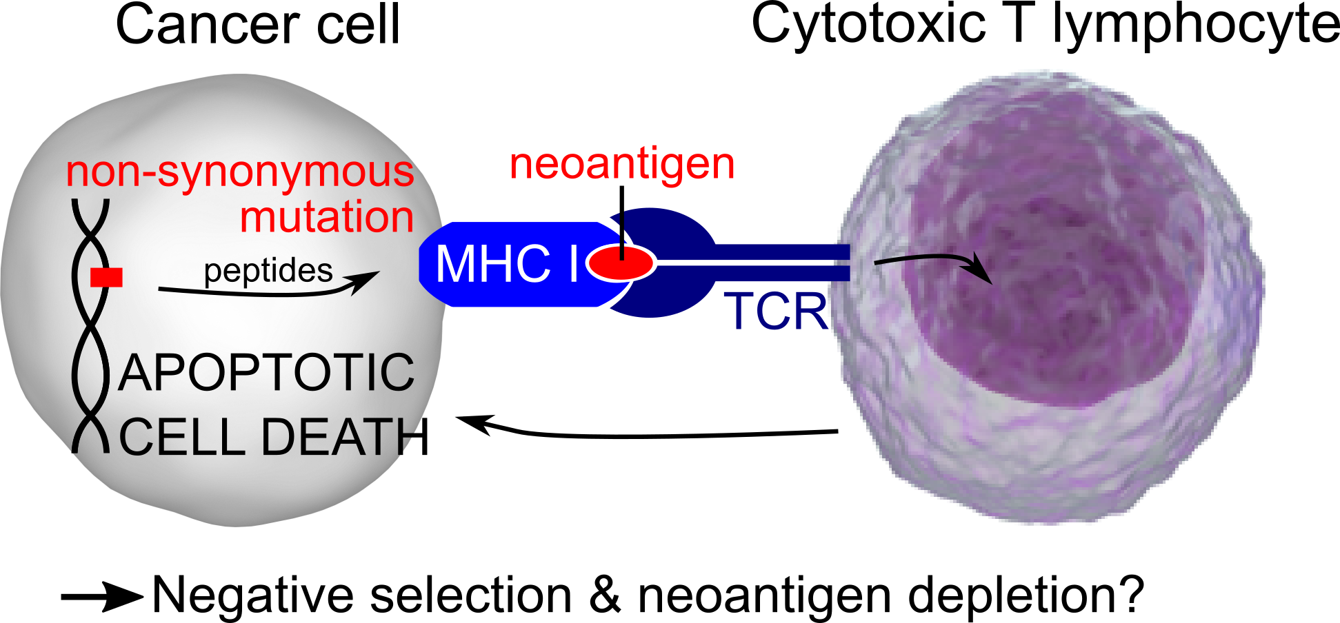 Expected immunogenic selection pressure on neoantigenic mutations Expected immunogenic selection pressure on neoantigenic mutations