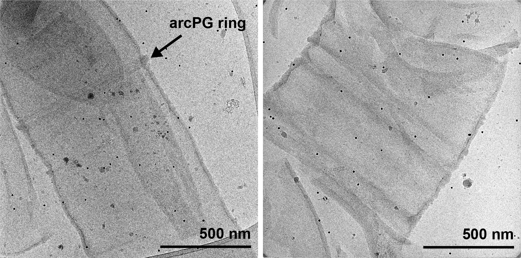 Figure 1. Cryo-EM images of purified arcPG from M. smithii. Arrow on the left image points at the thick PG ring.