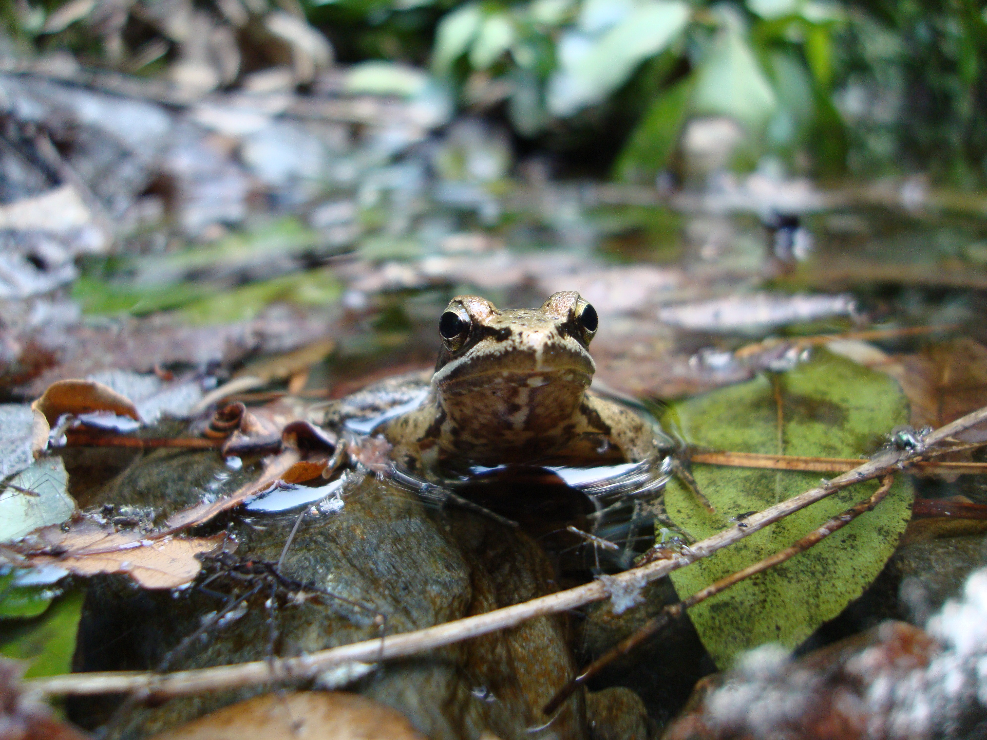 Rana iberica Rana iberica