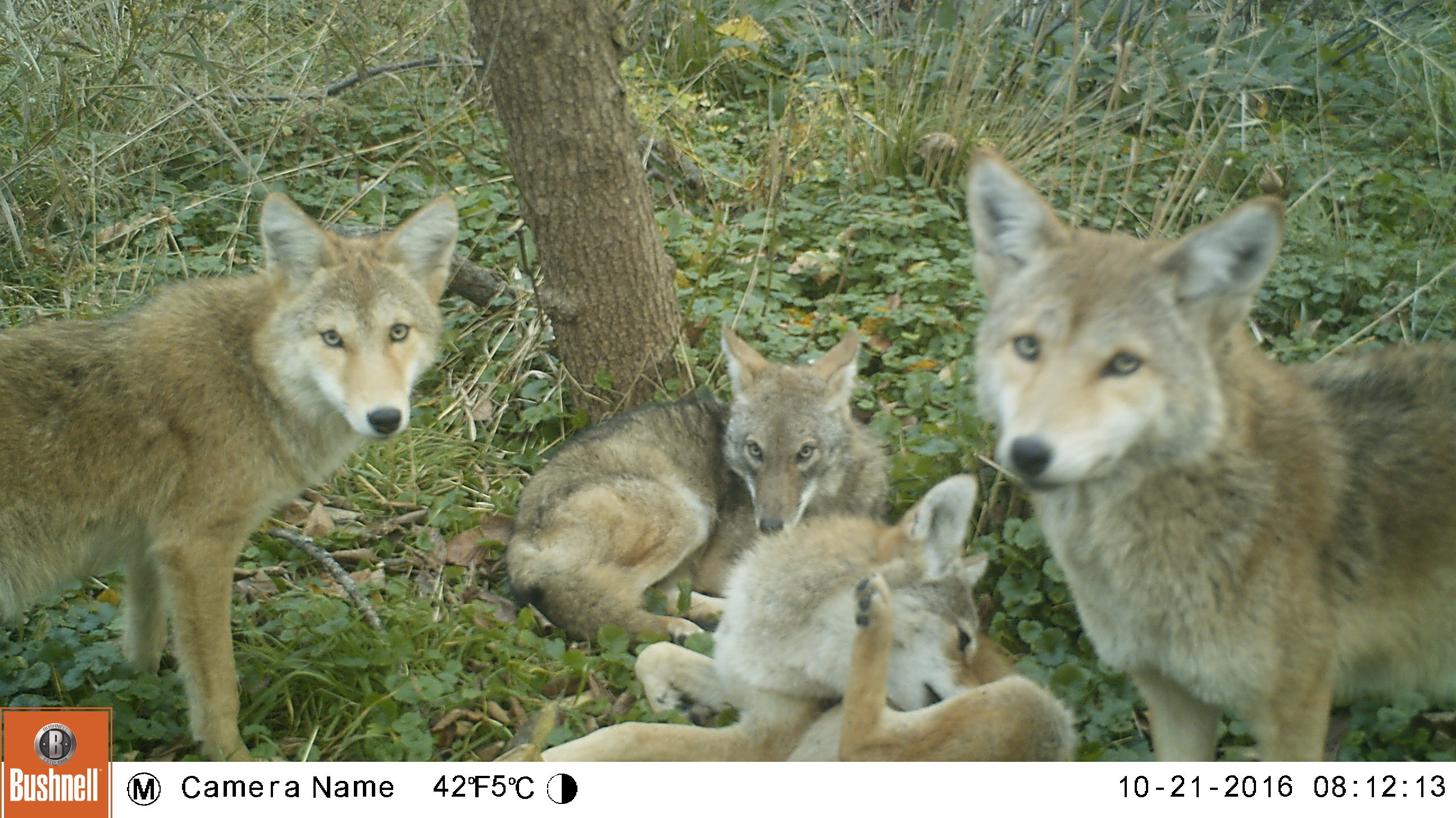 A photograph from a wildlife camera showing a group of four coyotes, three of which are looking at the camera