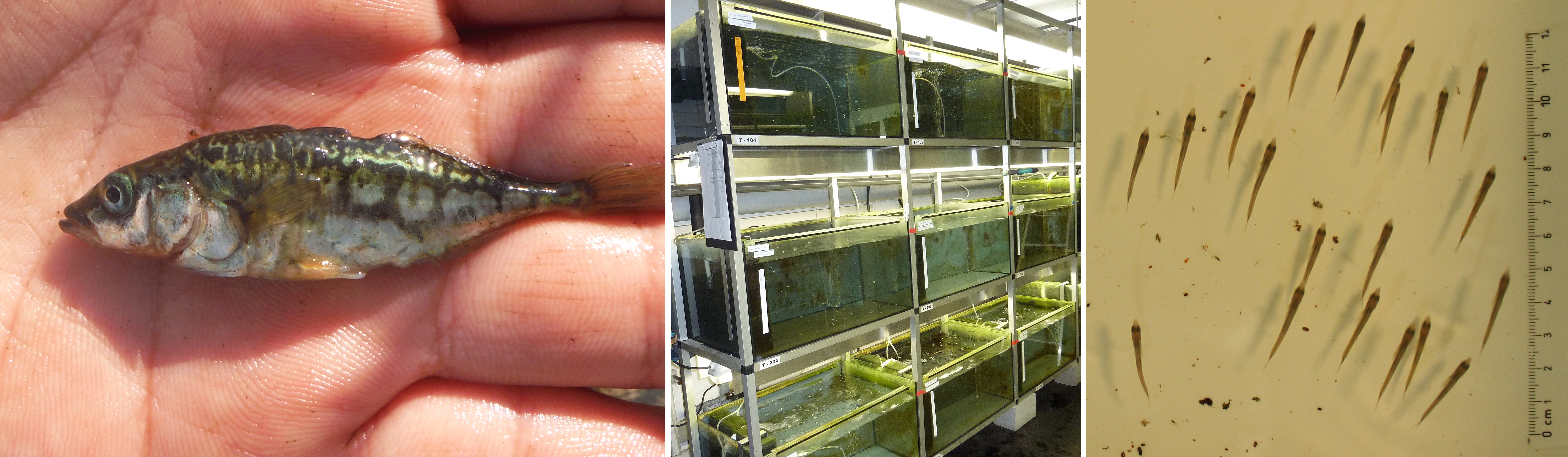 Adult and juvenile stickleback