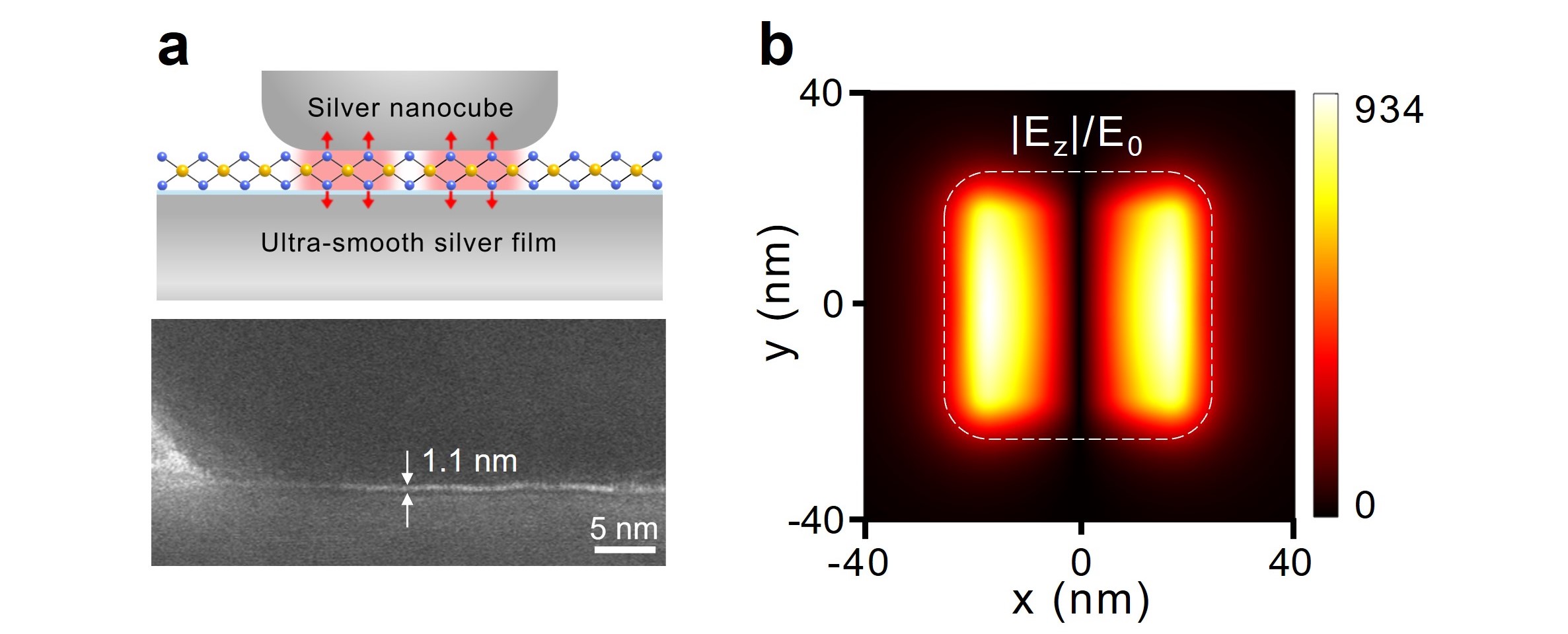 (a) Schematic of 1L-MoS2-NCOM (top), high-resolution transmission electron microscope image of the gap distance (bottom). (b) Simulated vertical near-field enhancement distribution.