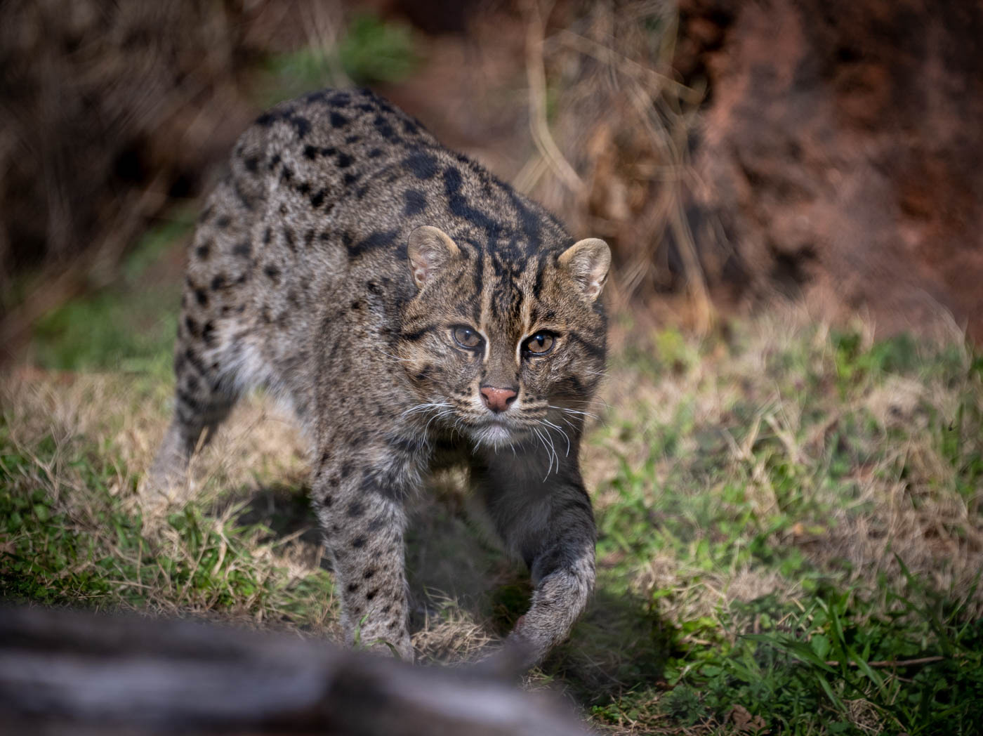Fishing cat "Boon" from the Oklahoma City Zoo. Image provided by Dr. Jennifer D'Agostino, Director of OKC Zoo veterinary services.