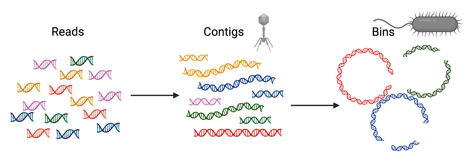 Visualization of metagenome assembly from short reads to contigs to bins