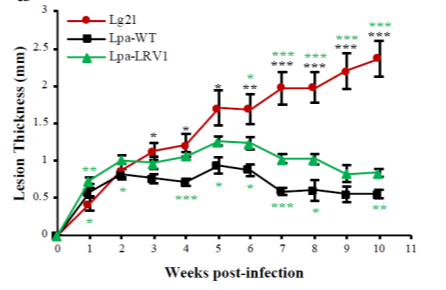 In vivo experiments on mice footpads.