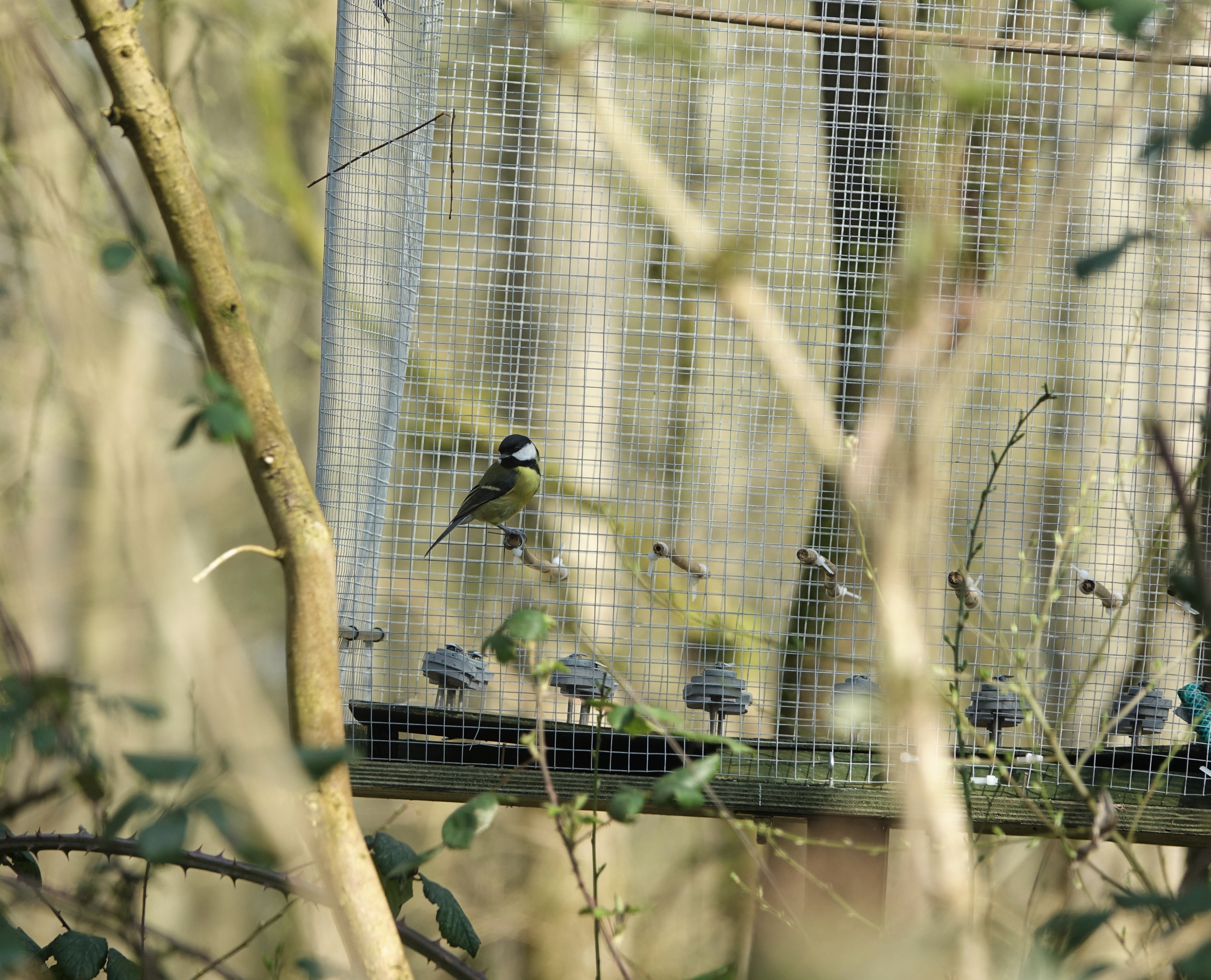 A bird perches on the side of a feeding apparatus