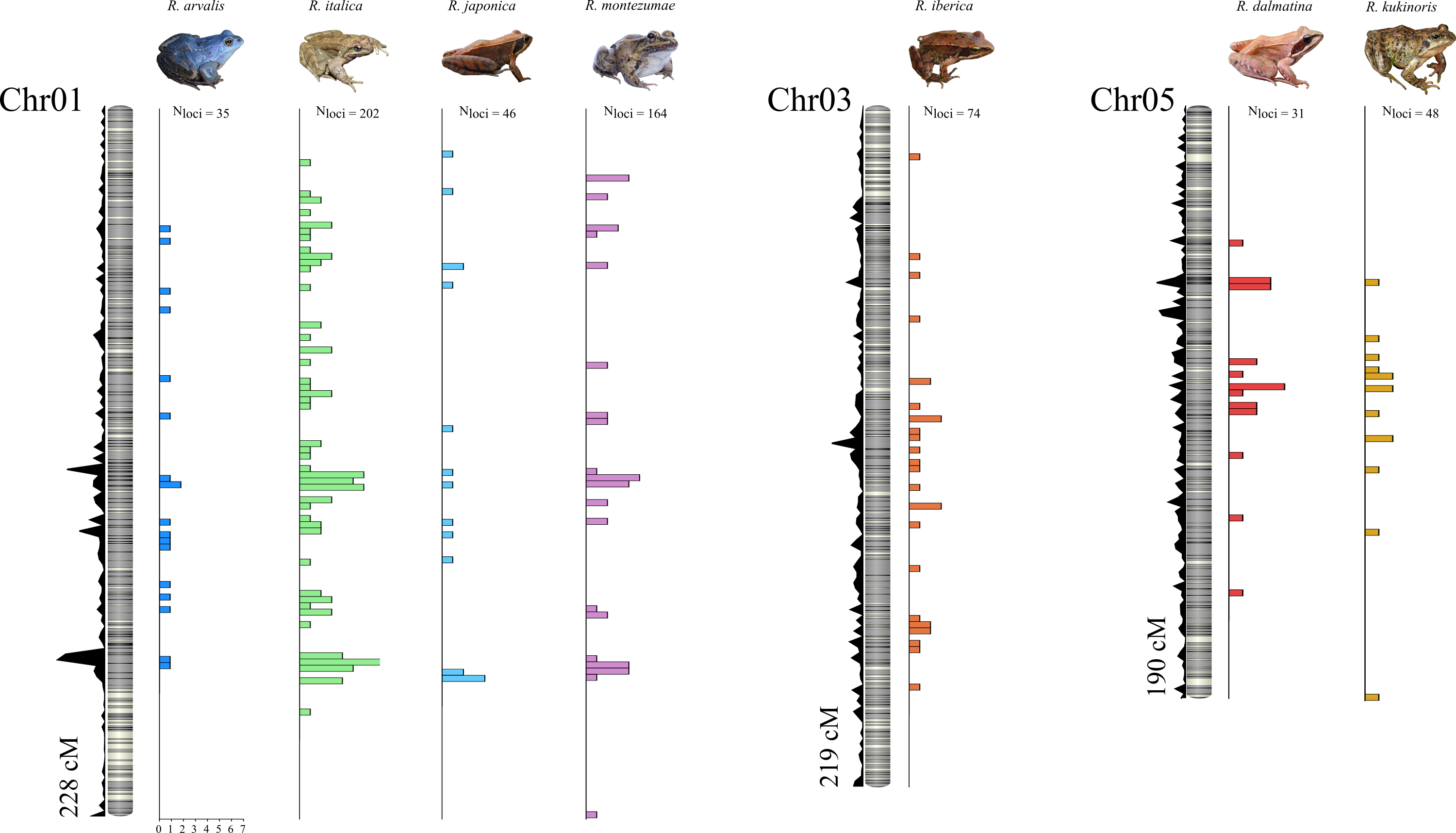 Sex linked markers on Frog sex chromosomes Sex linked markers on Frog sex chromosomes