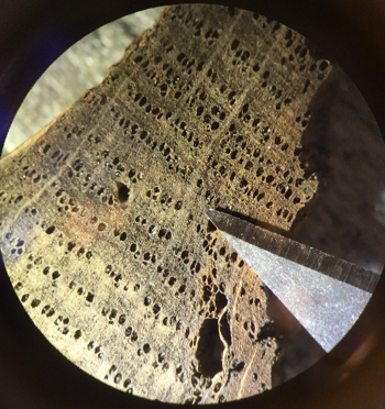 Photograph of tree rings, seen through a microscope