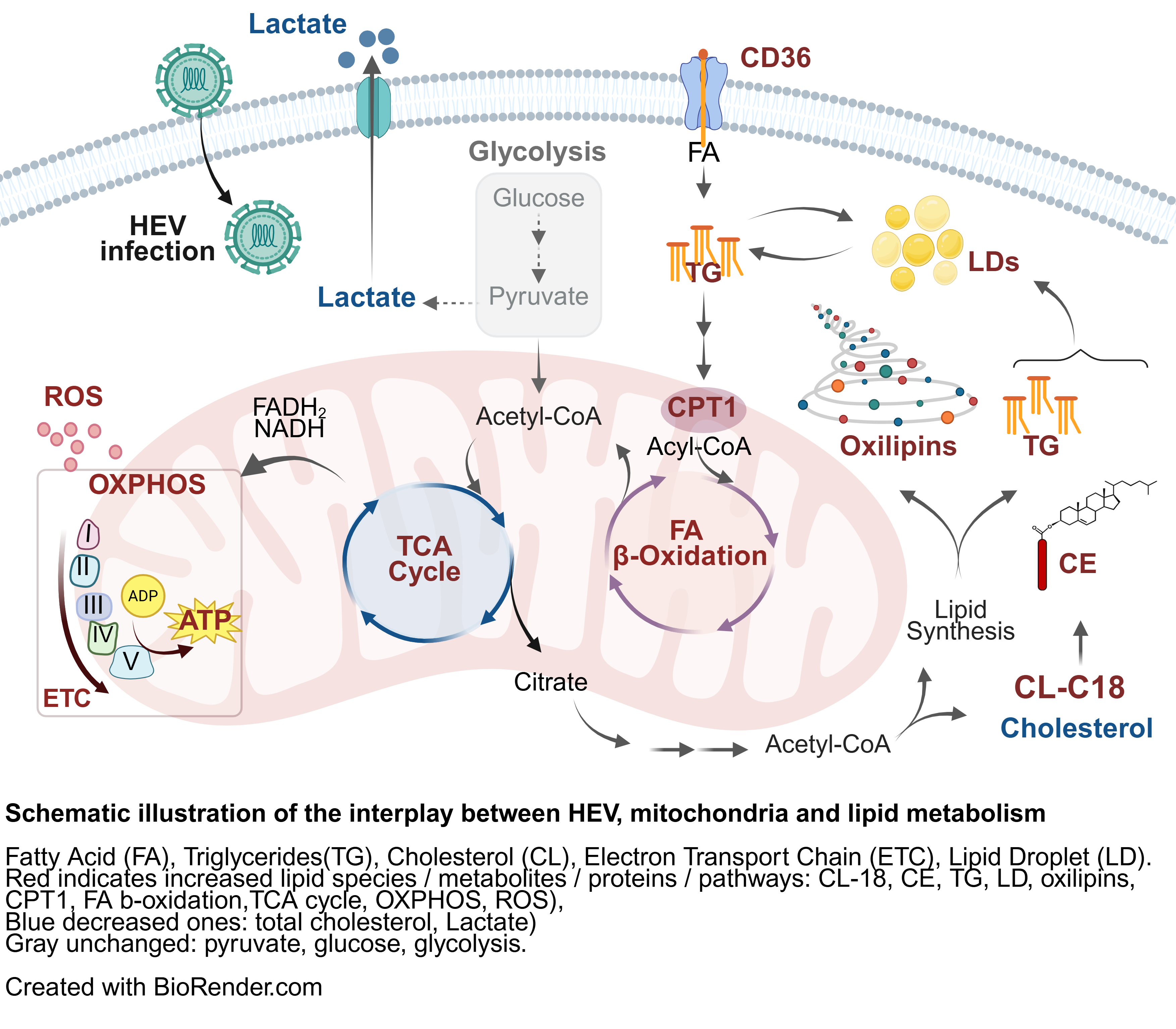 Key metabolic and signalling pathways remodelled in hepatocytes upon HEV infection.
