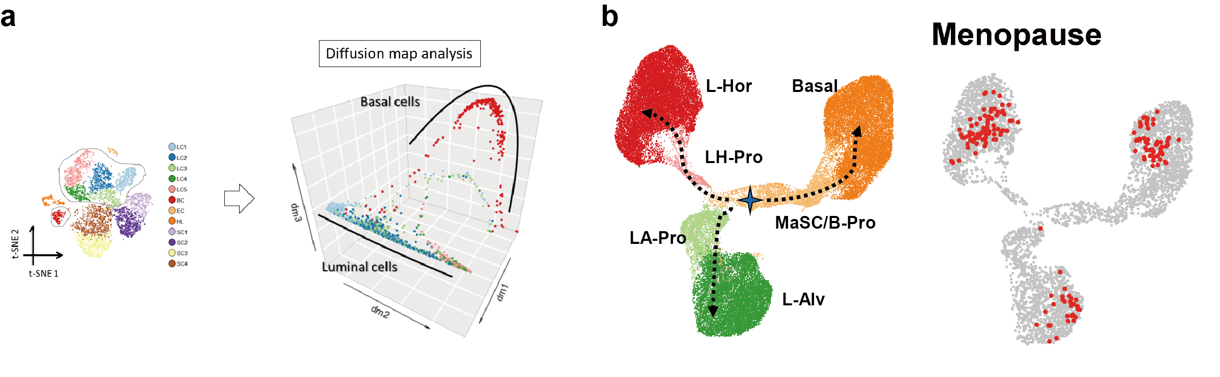 In the analysis at early stage, epithelial cells from the menopausal gland seemed to have an entire repertoire of the lineage including stem cells and multipotent progenitors, which should not be true (a). After integration, locations of cells from menopausal glands were restricted to fully differentiated populations (b).