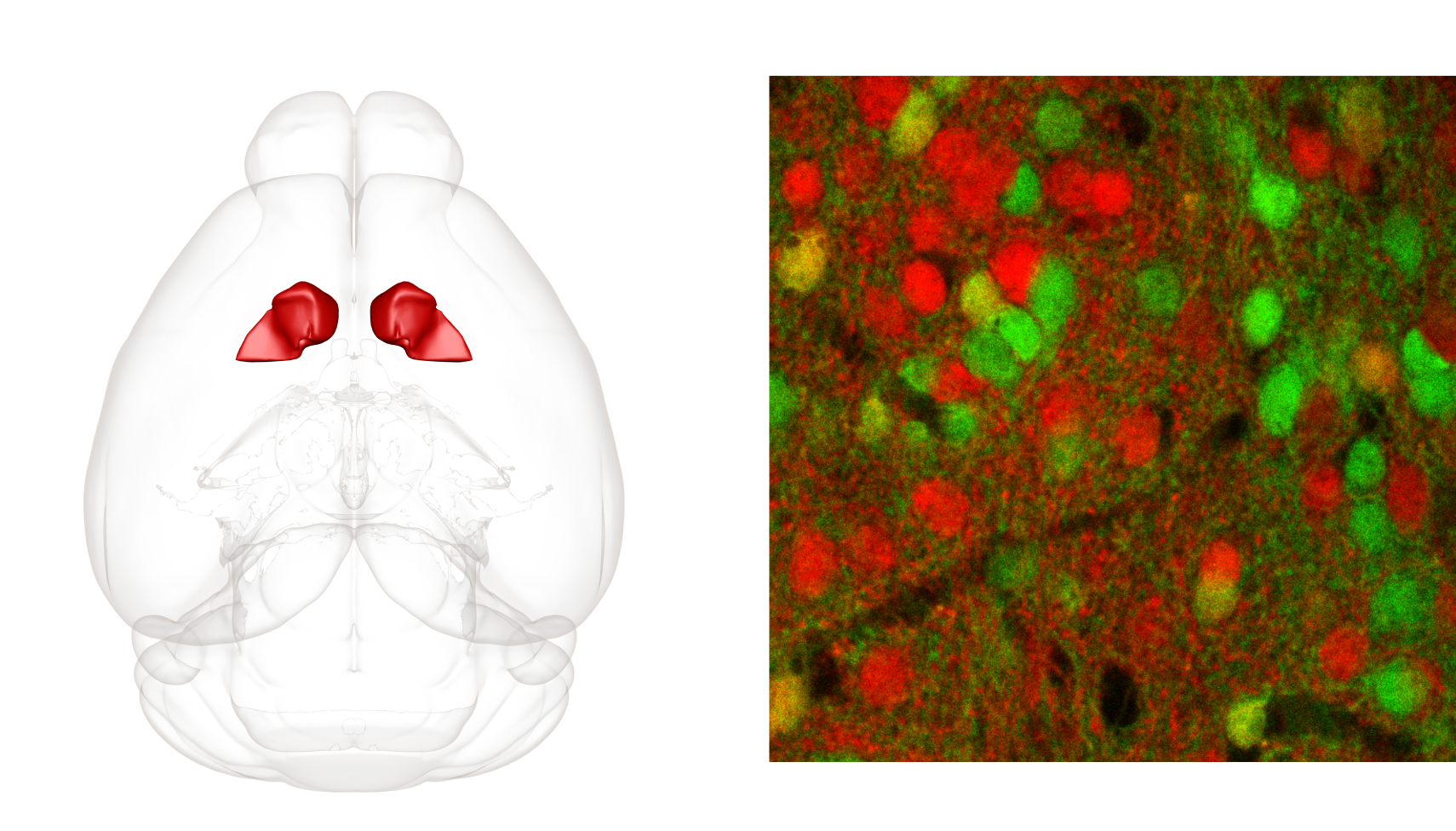 Fig.2: Localization of the nucleus accumbens in a mouse brain (left) and dopamine-sensitive neurons in a mouse nucleus accumbens (right). The nucleus accumbens is mainly composed of neurons expressing either D1-type (red) or D2-type (green) dopamine receptors and these are highly non-overlapping populations. 