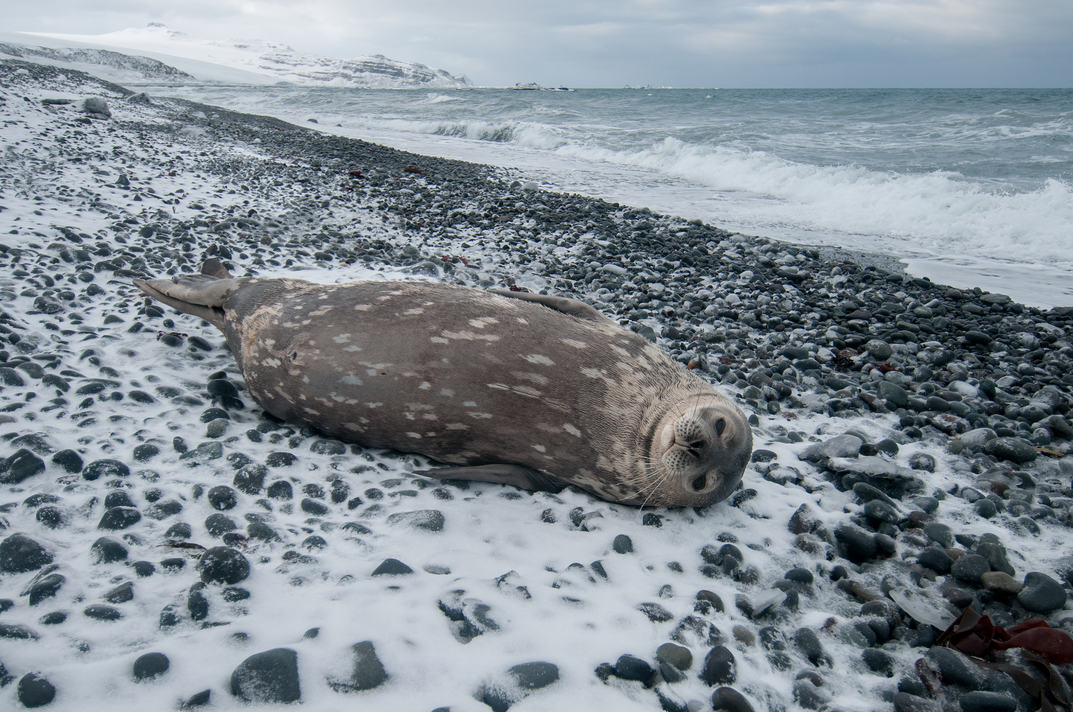 Weddel seal.