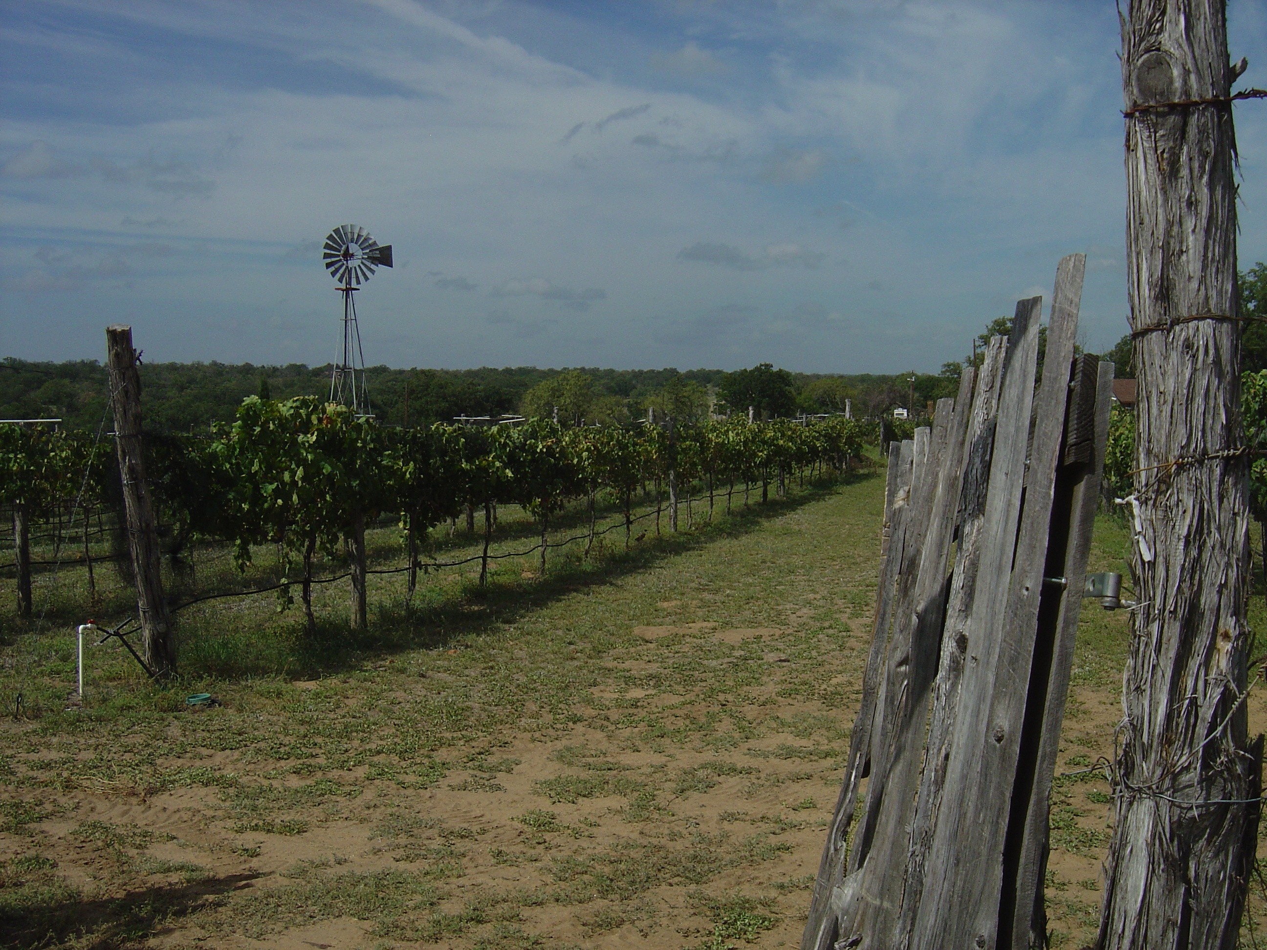 Fly collection site in Lubbock, Texas.