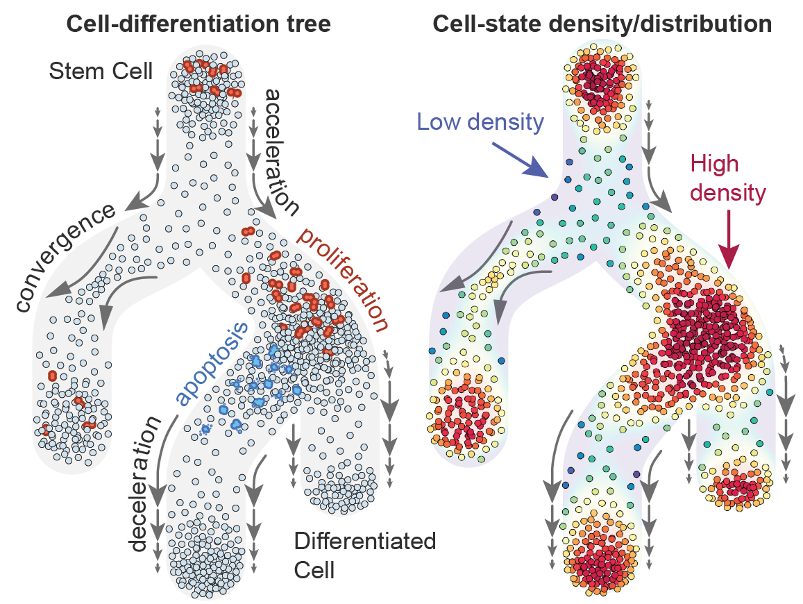 A schematic of cell-differentiation dynamics shaping the distribution of cell states in a cell-differentiation tree on the left, and the resulting cell-state density values on the right.