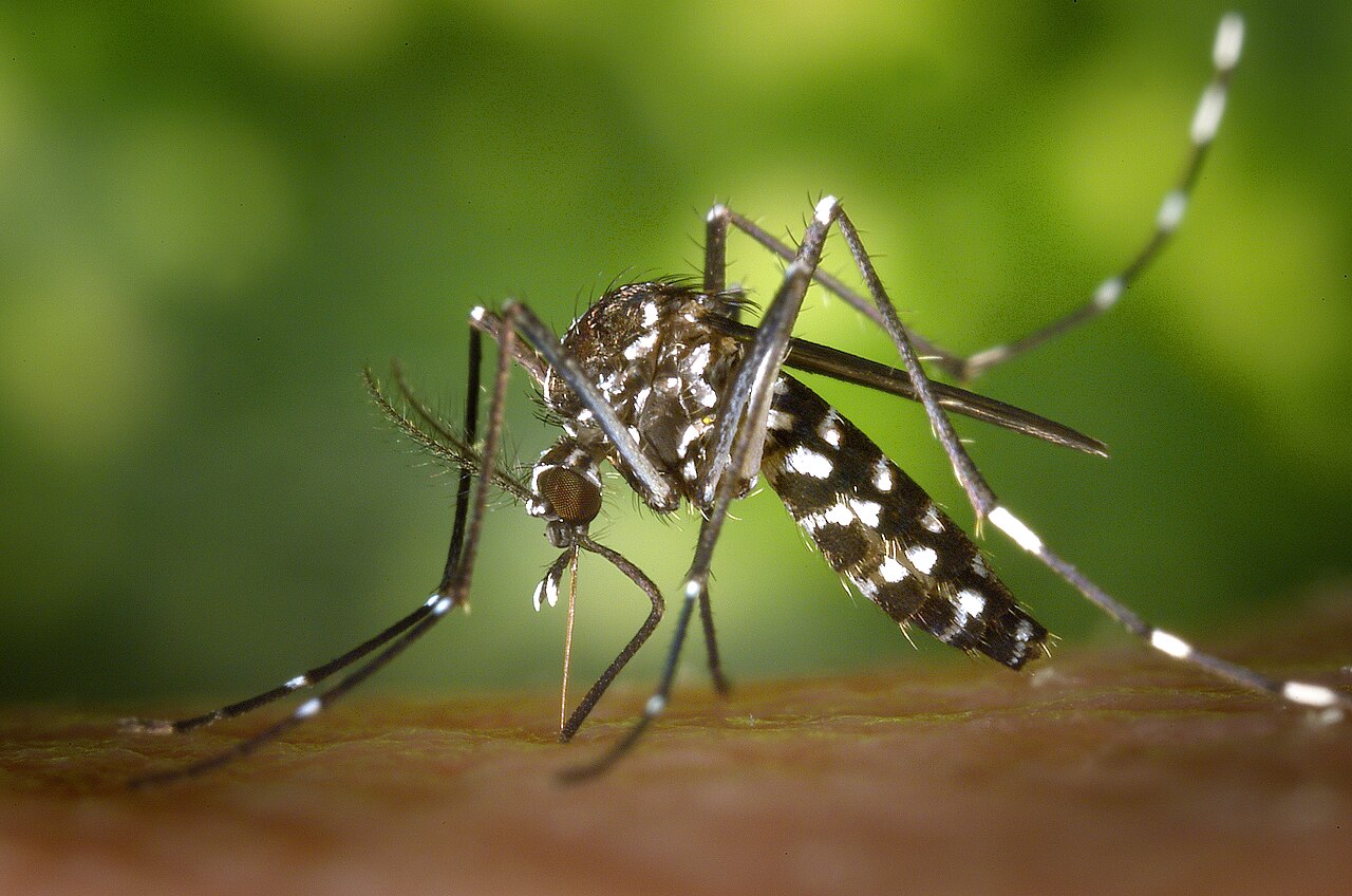 aedes albopictus mosquito