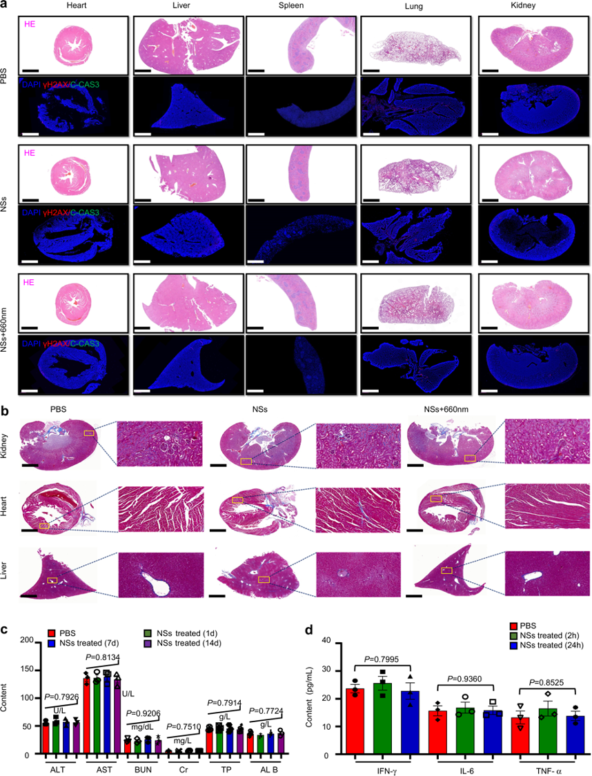 Fig. 10: Biocompatibility evaluation of As/AsxOy@PDA@M NSs.