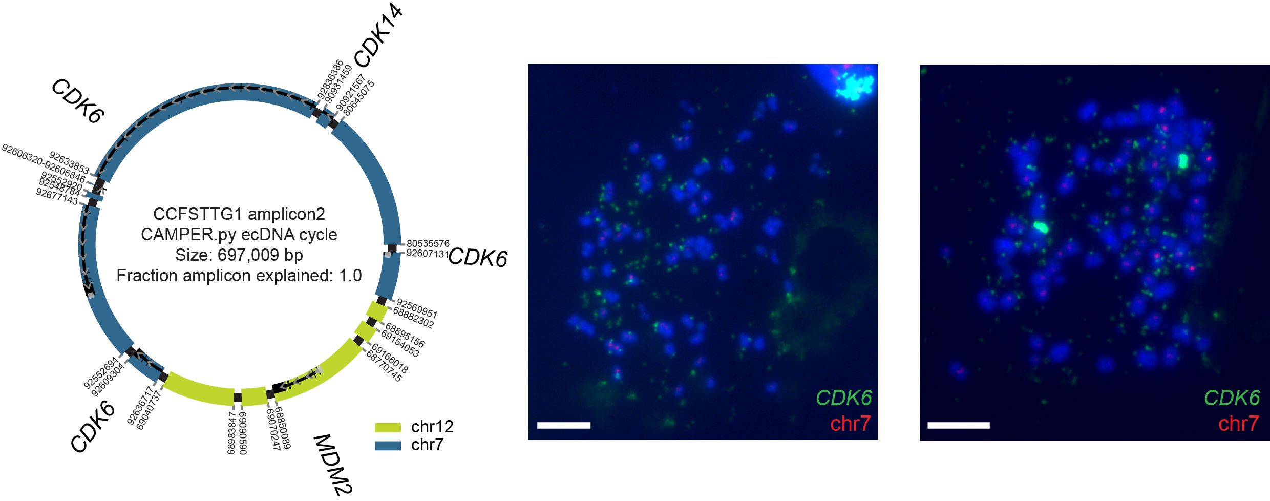 Reconstruction of ecDNA in CCF-STTG1 cell line and metaphase FISH images showing both ecDNA and HSR