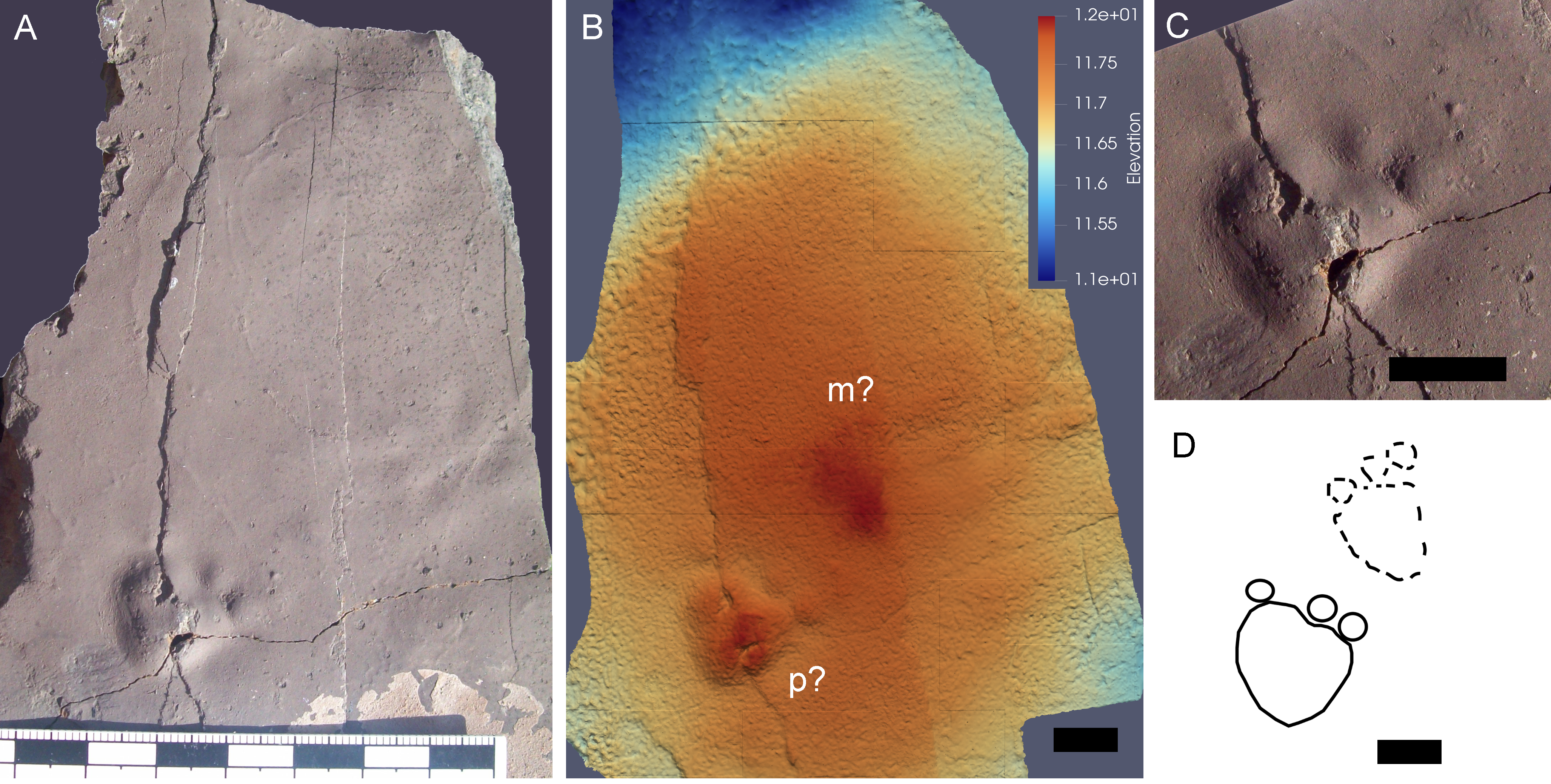 Track-bearing slab T-373 from ASPA 125a Fossil Hill locality, King George Island, Antarctica. (A) Photograph of the slab showing the preserved track; (B) colour-coded topographic profile generated from the three-dimensional surface model; (C) detailed view of the footprint morphology; (D) interpretative drawing based on the original photograph (A). Scale bars: 10 mm in B–D