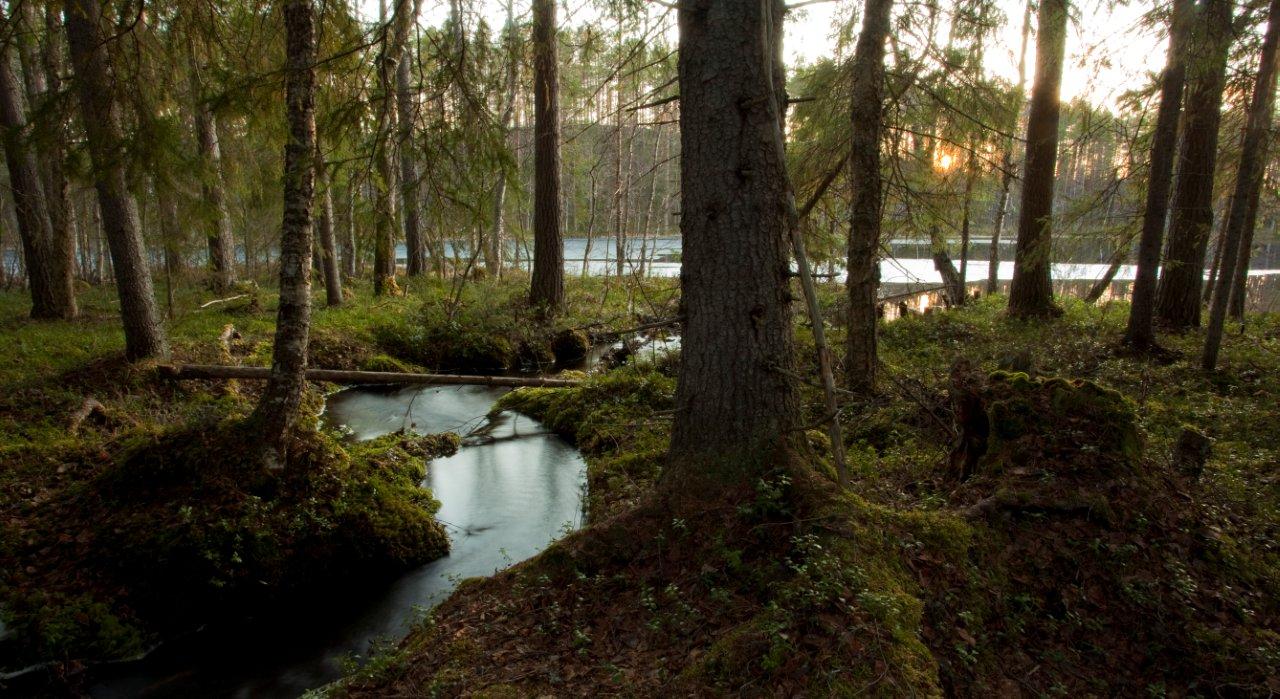 A stream within the Krycklan Catchment Study, Sweden, representing the landscape where four decades of research have revealed new insights into freshwater carbon dynamics.
