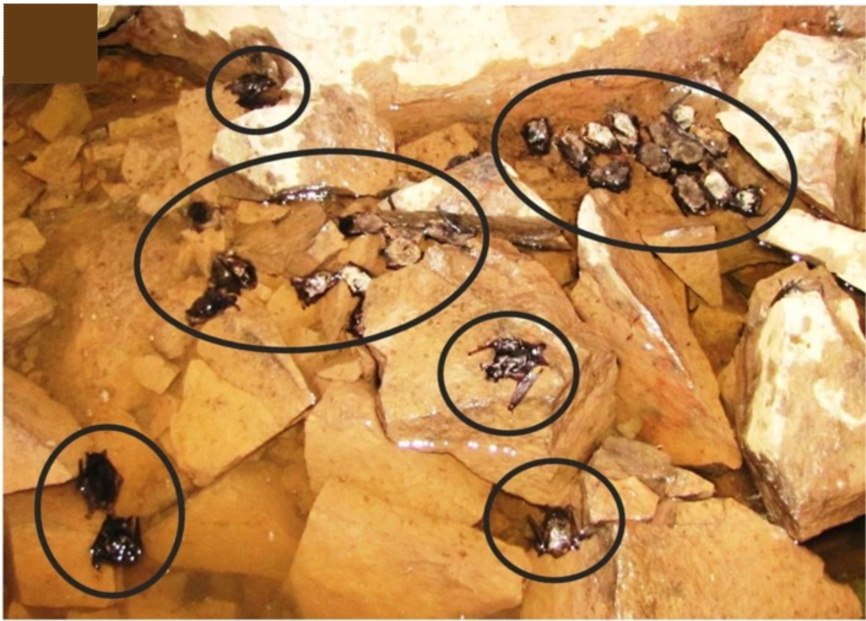 Dead bats from white-nose syndrome