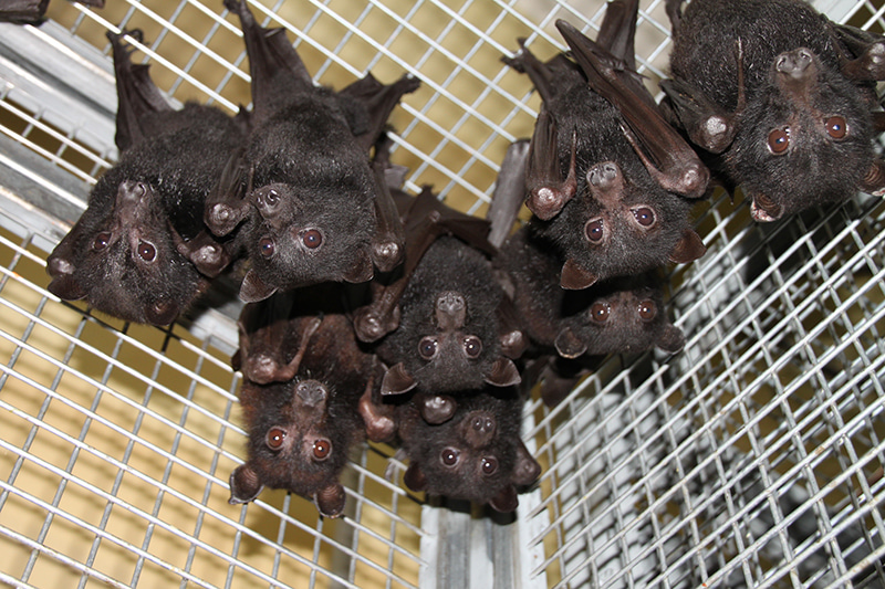 Pteropus alecto pups (black flying fox)