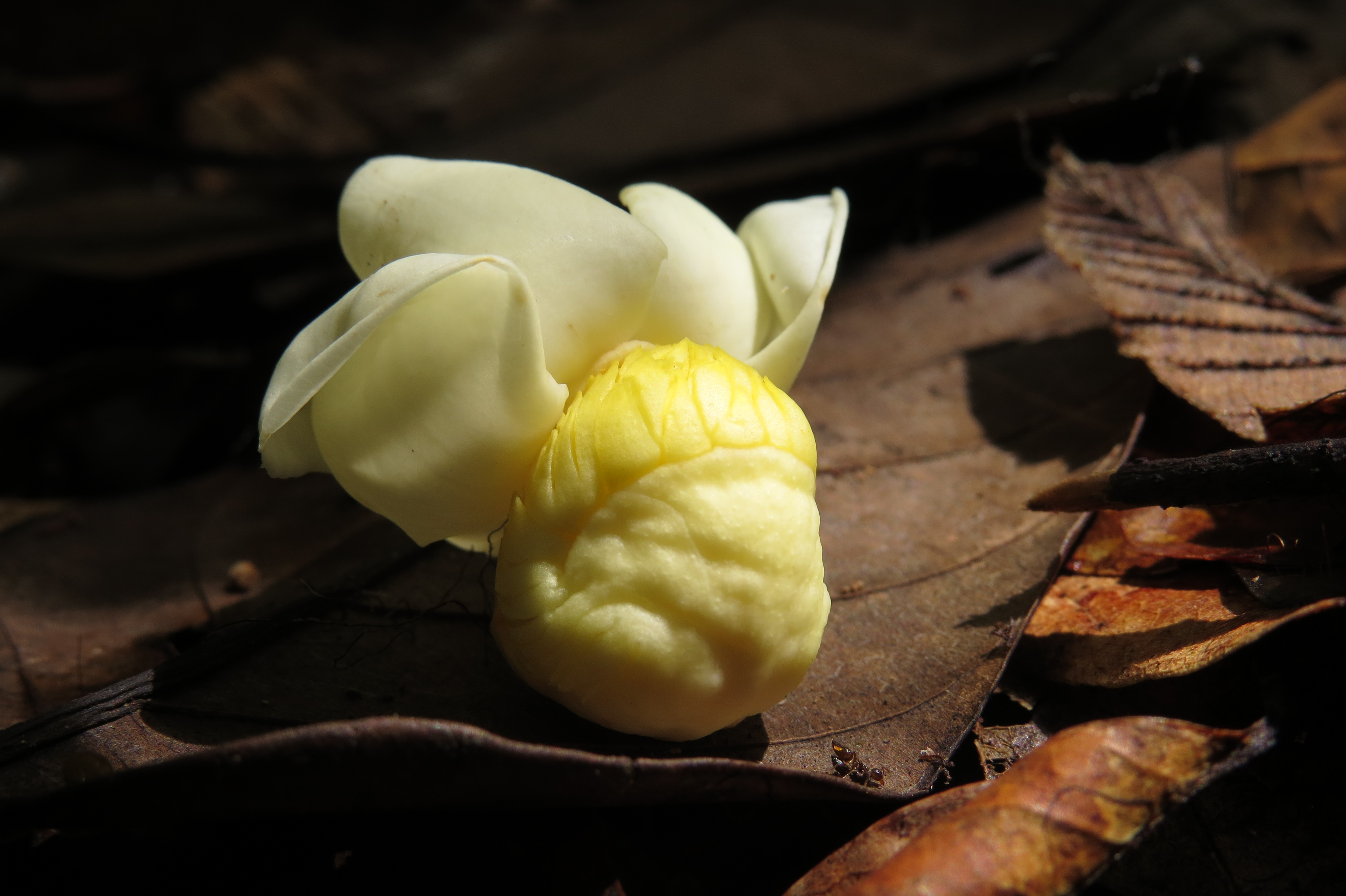 Eschweilera coriacea (DC.) S.A.Mori