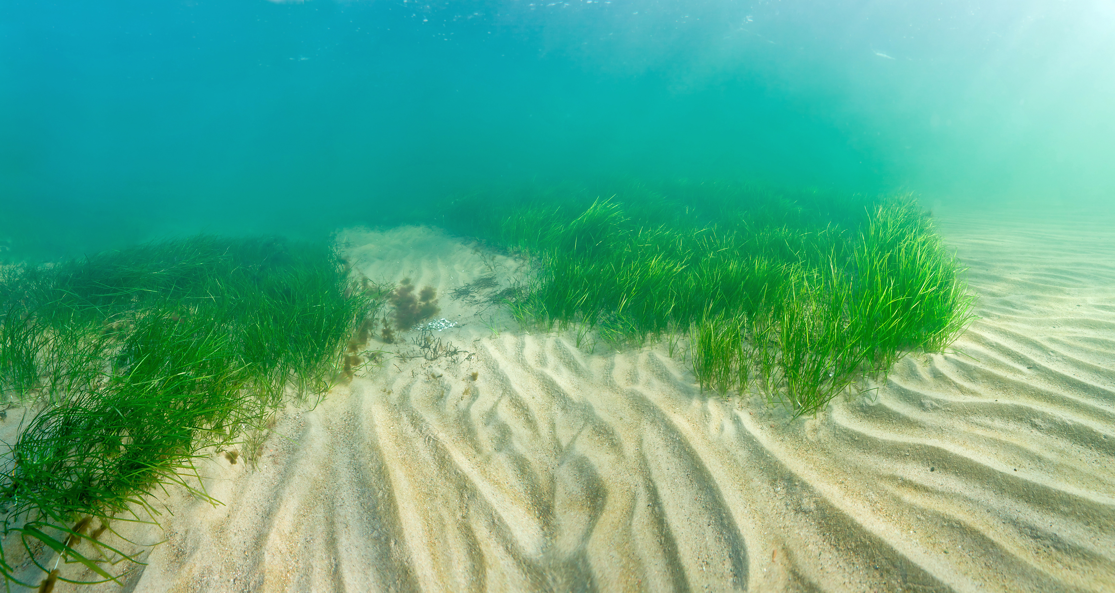 Fig. 1  Clonally growing seagrass Zostera marina 