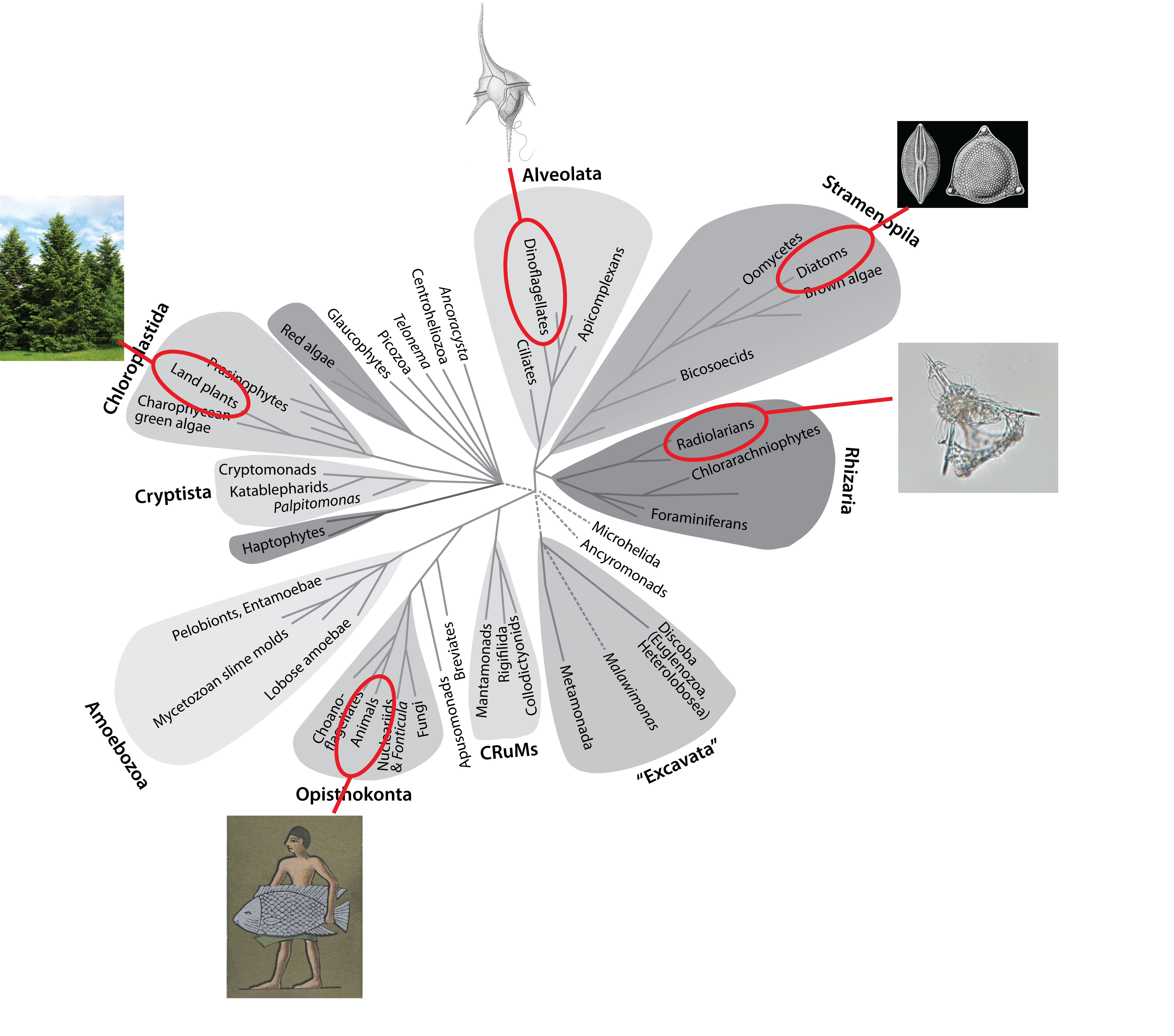 Eukaryote tree of life