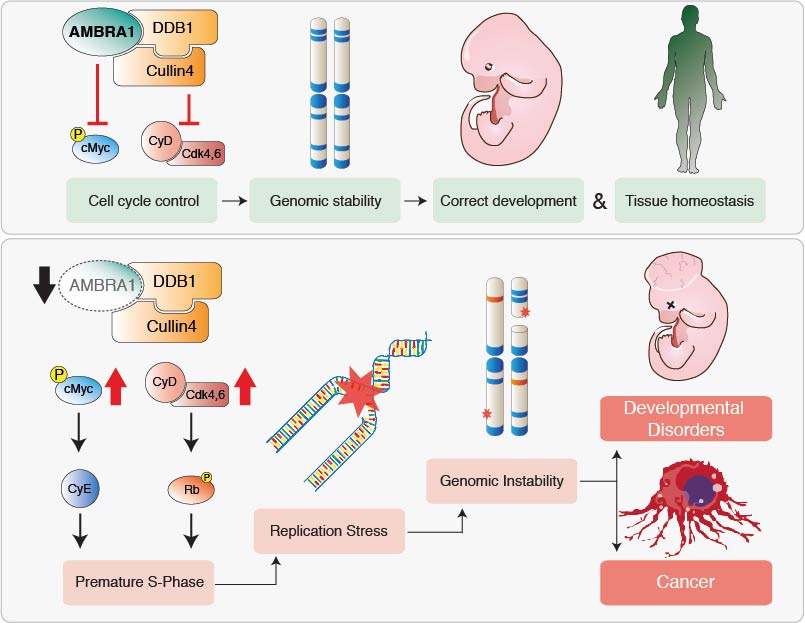 AMBRA1 regulates the G1/S phase transition by mediating the degradation of cyclin D proteins and c-MYC. Defective AMBRA1/cyclin D axis causes a premature entry in S phase, leading to replication stress and genome instability. The increased DNA damage causes faster tumour growth and defects in the neurodevelopment.