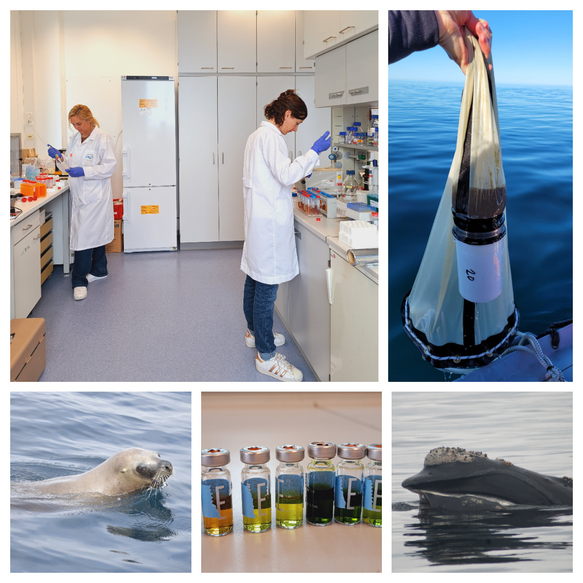 Researchers processing marine samples in the laboratory and collecting plankton at sea, alongside images of a South American sea lion, toxin samples, and a southern right whale in Patagonia