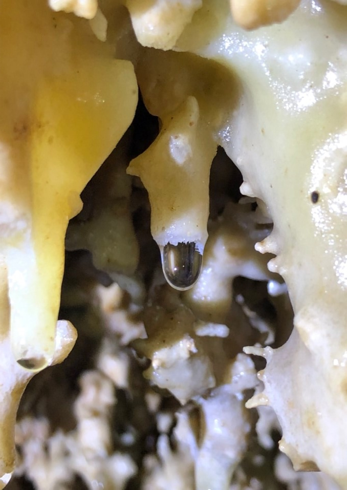 Fig. 1 Stalactites and dripping water in Yongxing Cave.