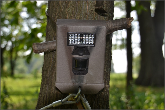 A photograph of a motion-triggered wildlife camera locked to a tree