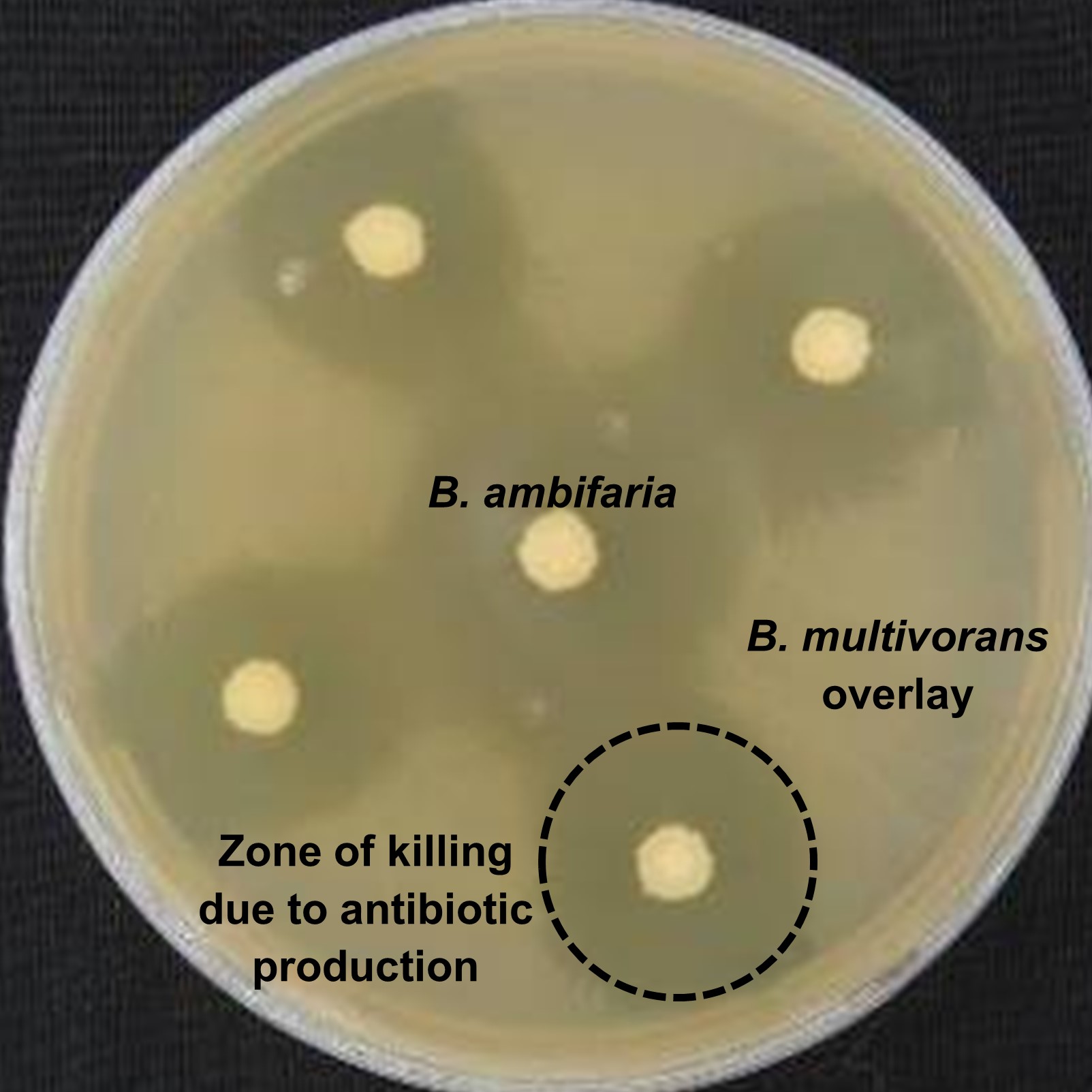 Burkholderia antibiotic production
