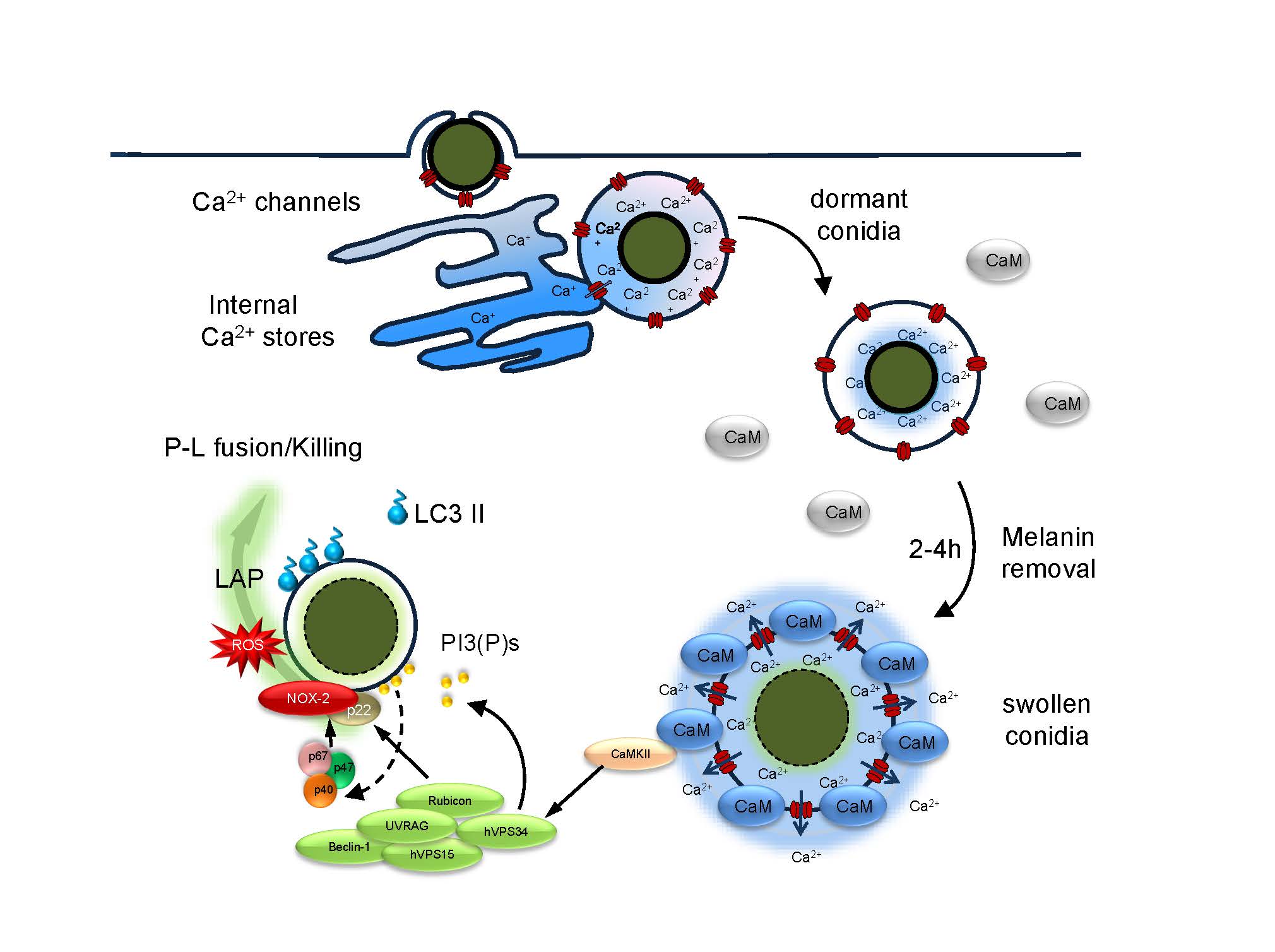 Model on melanin-induced inhibition of calcium signalling regulating LAP