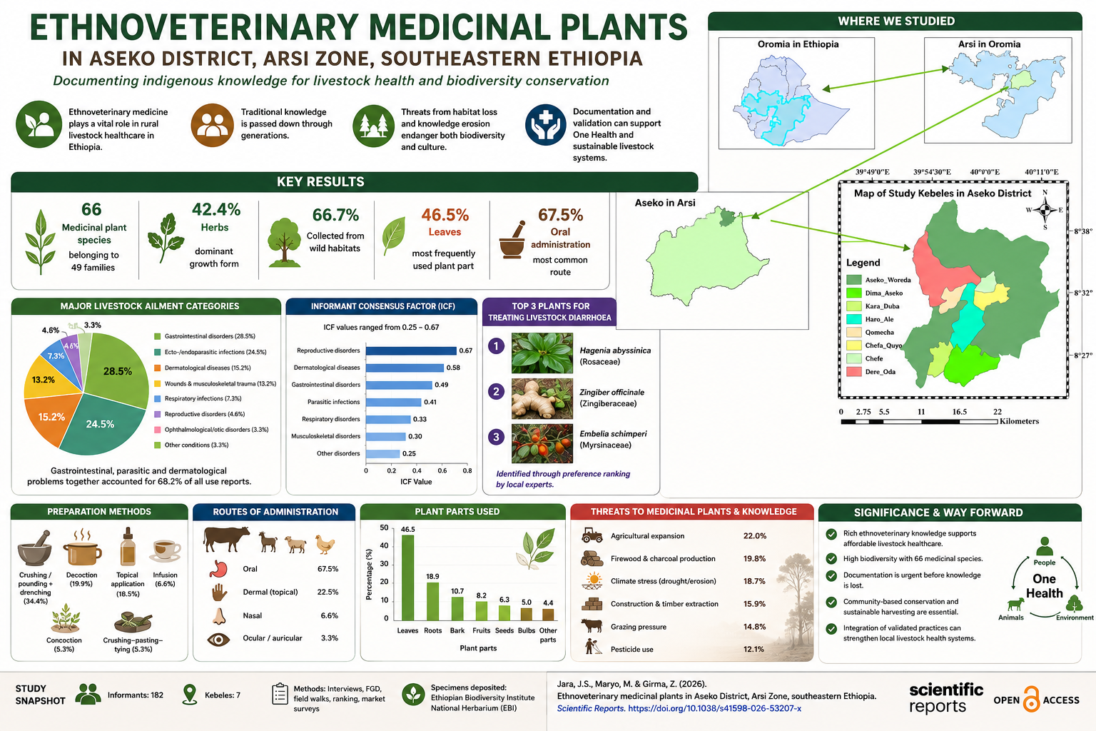 Infographic titled “Ethnoveterinary Medicinal Plants in Aseko District, Arsi Zone, Southeastern Ethiopia” summarizing a Scientific Reports study on traditional livestock healthcare and medicinal plant use.  The infographic is divided into several sections. At the top, a map sequence shows the study location from Ethiopia to Oromia Region, Arsi Zone, and seven surveyed kebeles within Aseko District. The study documented indigenous knowledge used for treating livestock diseases and promoting biodiversity conservation.  Key findings highlight:  66 medicinal plant species belonging to 49 families. 42.4% of species are herbs, making herbs the dominant growth form. 66.7% of medicinal plants are collected from wild habitats. 46.5% of remedies use leaves, the most frequently harvested plant part. 67.5% of remedies are administered orally.  A pie chart shows major livestock ailment categories treated by medicinal plants:  Gastrointestinal disorders (28.5%) Ecto-/endoparasitic infections (24.5%) Dermatological diseases (15.2%) Wounds and musculoskeletal trauma (13.2%) Respiratory infections (7.3%) Reproductive disorders (4.6%) Ophthalmological/otic disorders (3.3%) Other conditions (3.3%)  A bar chart presents Informant Consensus Factor (ICF) values ranging from 0.25 to 0.67, with reproductive disorders showing the highest consensus among traditional healers.  A ranked panel identifies the three most preferred medicinal plants for treating livestock diarrhea:  Hagenia abyssinica Zingiber officinale (ginger) Embelia schimperi  Additional panels show remedy preparation methods, with crushing/pounding and drenching (34.4%) being most common, followed by decoction (19.9%) and topical application (18.5%). Routes of administration include oral (67.5%), dermal (22.5%), nasal (6.6%), and ocular/auricular (3.3%).  A bar graph illustrates plant parts used, with leaves accounting for 46.5%, followed by roots (18.9%) and bark (10.7%).  Major threats to medicinal plants are ranked as:  Agricultural expansion (22.0%) Firewood and charcoal production (19.8%) Climate stress such as drought and erosion (18.7%) Construction and timber extraction (15.9%) Grazing pressure (14.8%) Pesticide use (12.1%)  The significance section emphasizes that ethnoveterinary knowledge supports affordable livestock healthcare, biodiversity conservation, and sustainable livestock management. It recommends community-based conservation, documentation of indigenous knowledge, and integration of validated traditional practices into One Health approaches linking people, animals, and the environment.  The footer notes that the study involved 182 informants, 7 kebeles, interviews, focus group discussions, field surveys, and herbarium-verified plant specimens deposited at the Ethiopian Biodiversity Institute. The infographic cites the Scientific Reports article by Jara, Maryo, and Girma (2026).