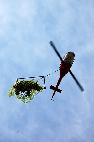 Translocating black rhino - helicoptering a rhino out of a reserve after its capture (Photo credit: Andrew Stringer)