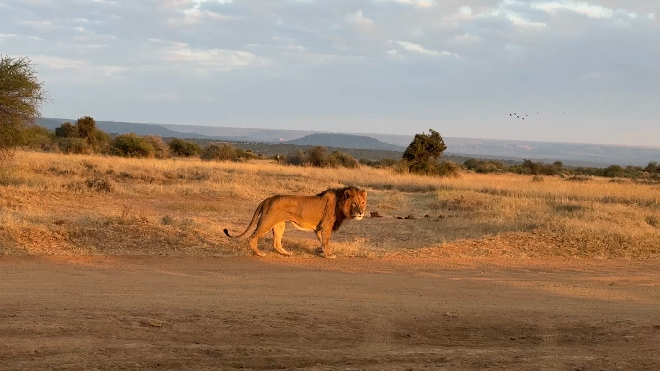 Lion