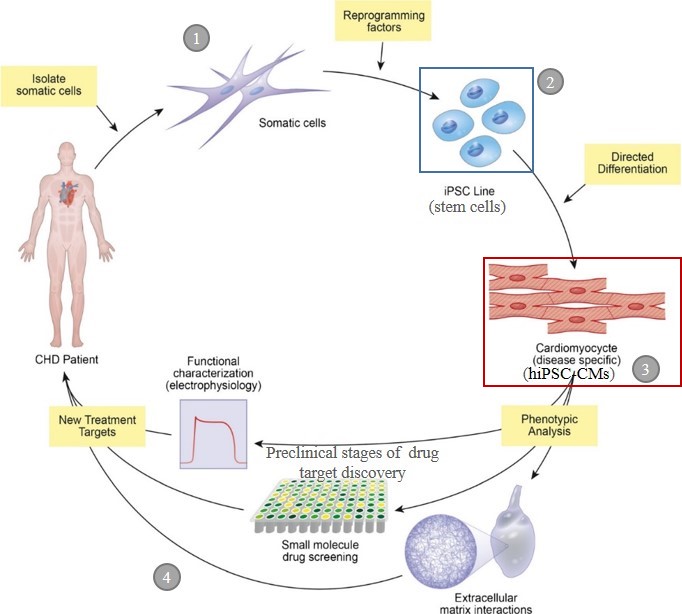 Simplified and modified illustration of iPSC technology based cardiomyocyte reprogramming