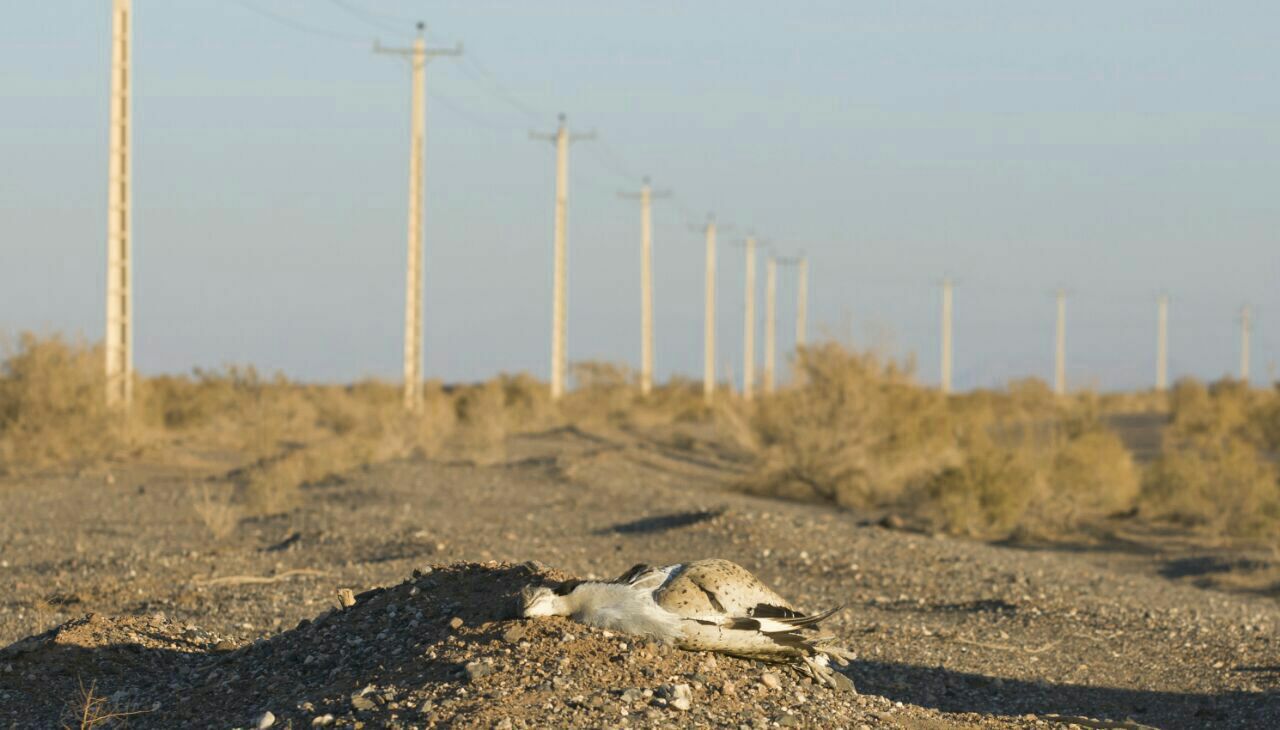 An Asian Houbara found dead after colliding with a power line in the Abbas Abad Wildlife Refuge(Photo: Mr. Mehdi Jalalpour)