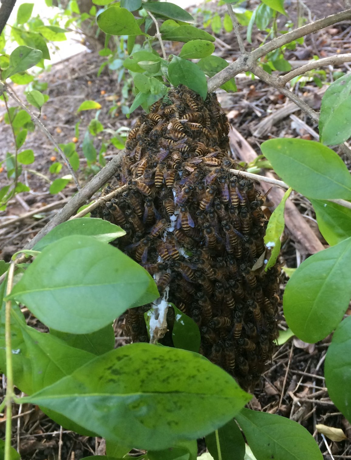 Colony of Apis cerana